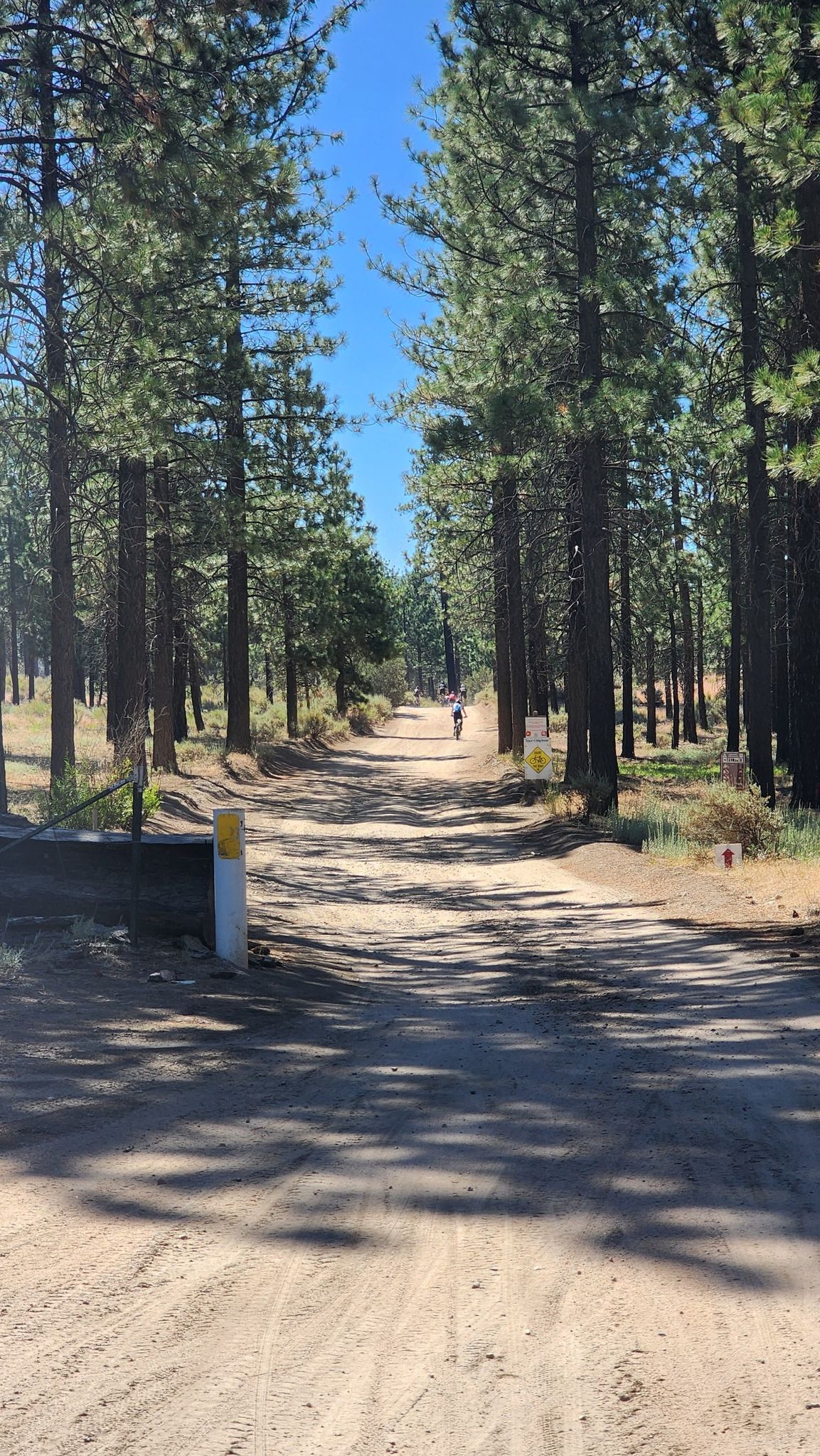 Sunny dirt road through a pine forest with a distant walker. - Holcomb Valley OHV Road