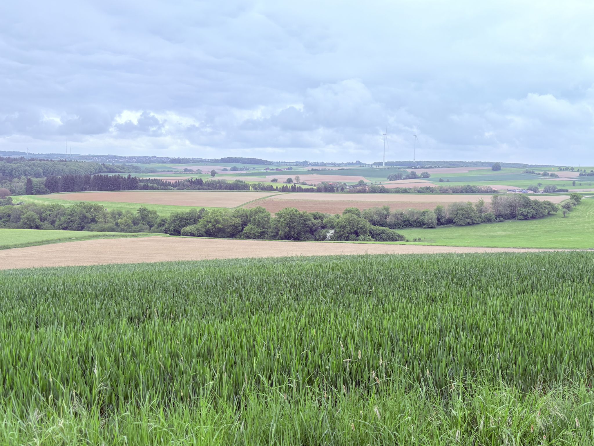 Panoramablick über weite Felder nach Vinningen