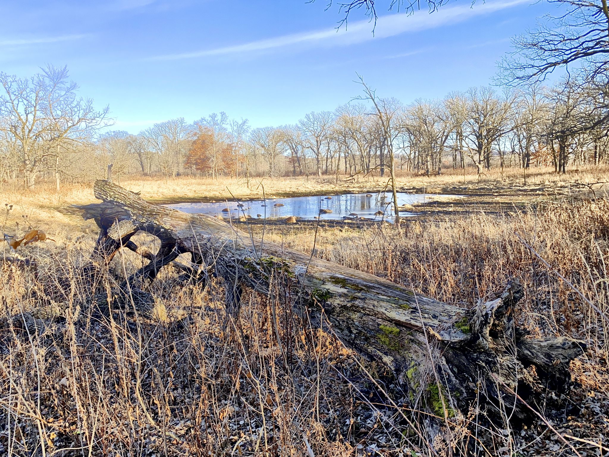 Large fallen log in dry grass next to a pond under a sunny sky. - Mazomani Trail