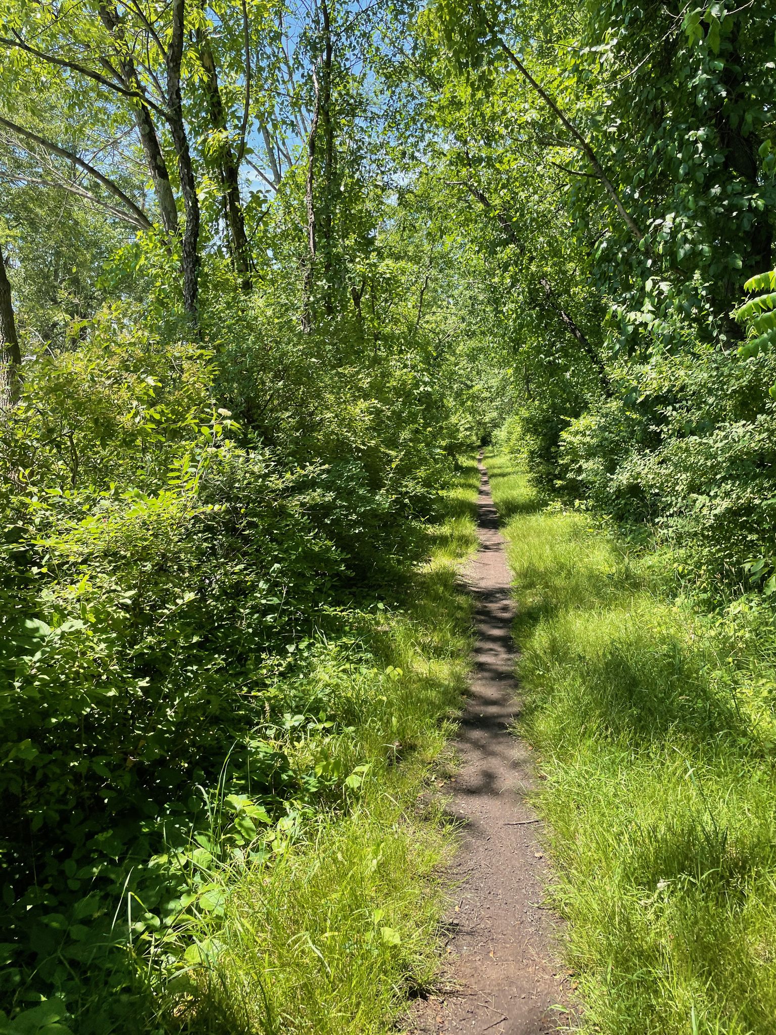 Narrow dirt path through lush green forest on a sunny day. - Sussex Branch Trail loop from Crooked Swamp Cave