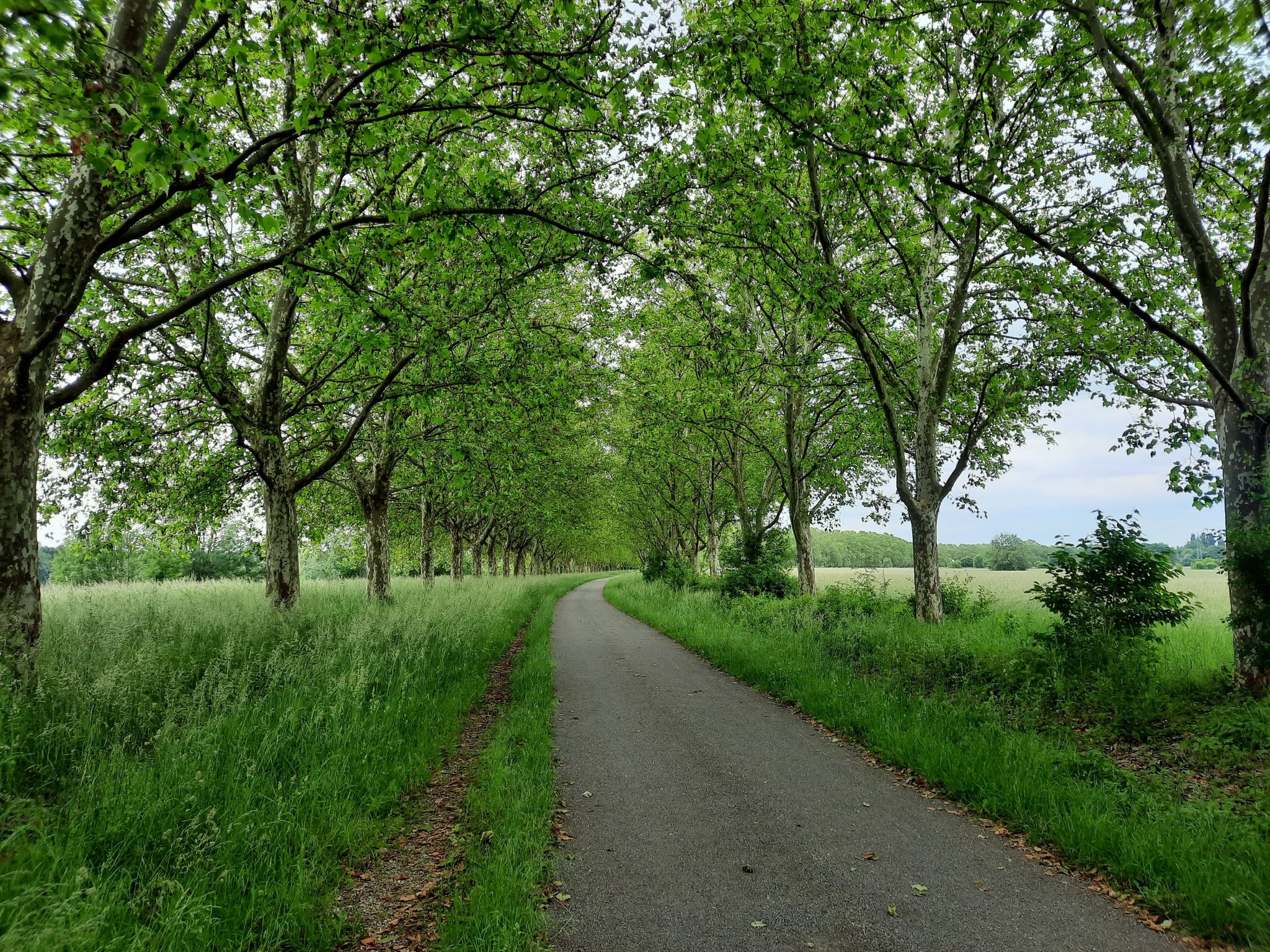 Allee