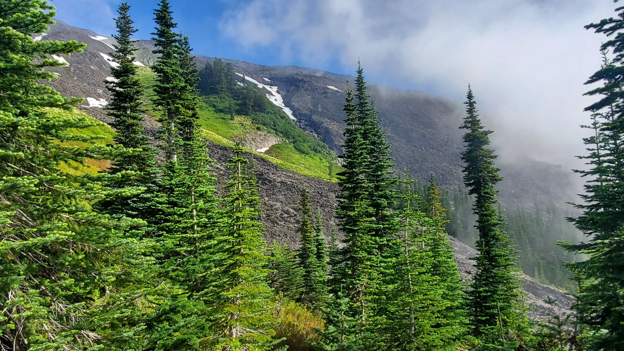 Tall pine trees in a misty mountain landscape with rocky slopes and clouds. - Mount Saint Helens – Gifford Pinchot National Forest