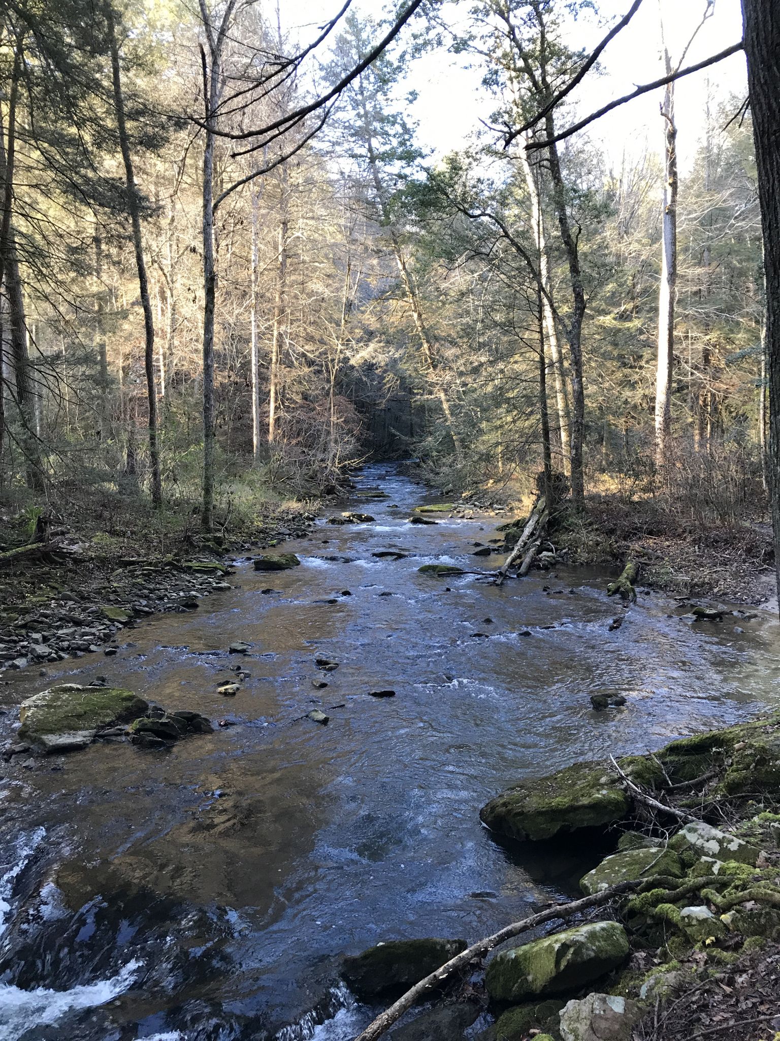 Sunlit stream flowing through a dense, bare-branched forest. - Grundy State Forest loop from Werner Point Overlook