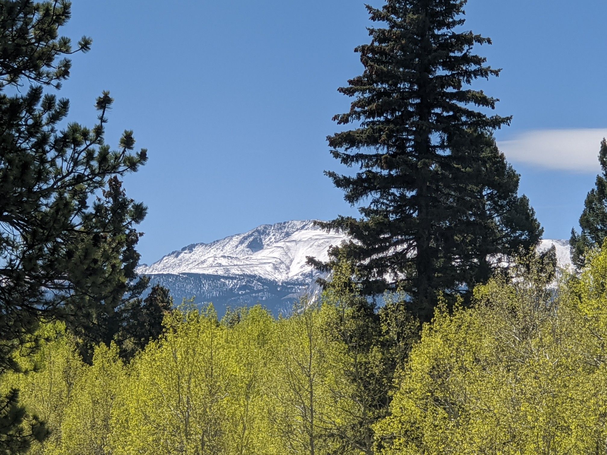Snow-capped mountain peak visible through vibrant green and dark evergreen trees. - Womens Forest West Creek Loop