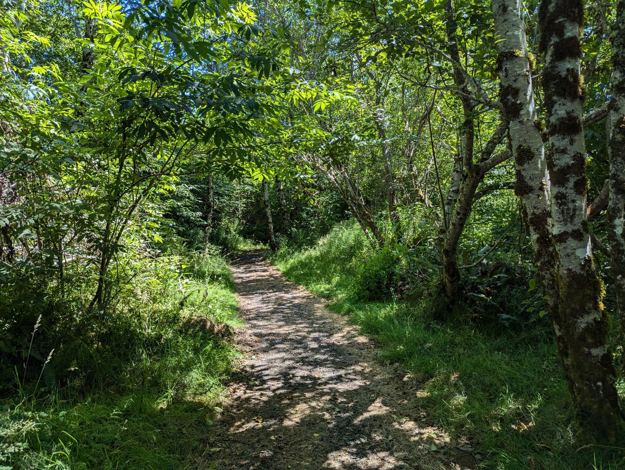A sun-dappled dirt path winds through a vibrant green forest. - Alder Island Nature Trail loop