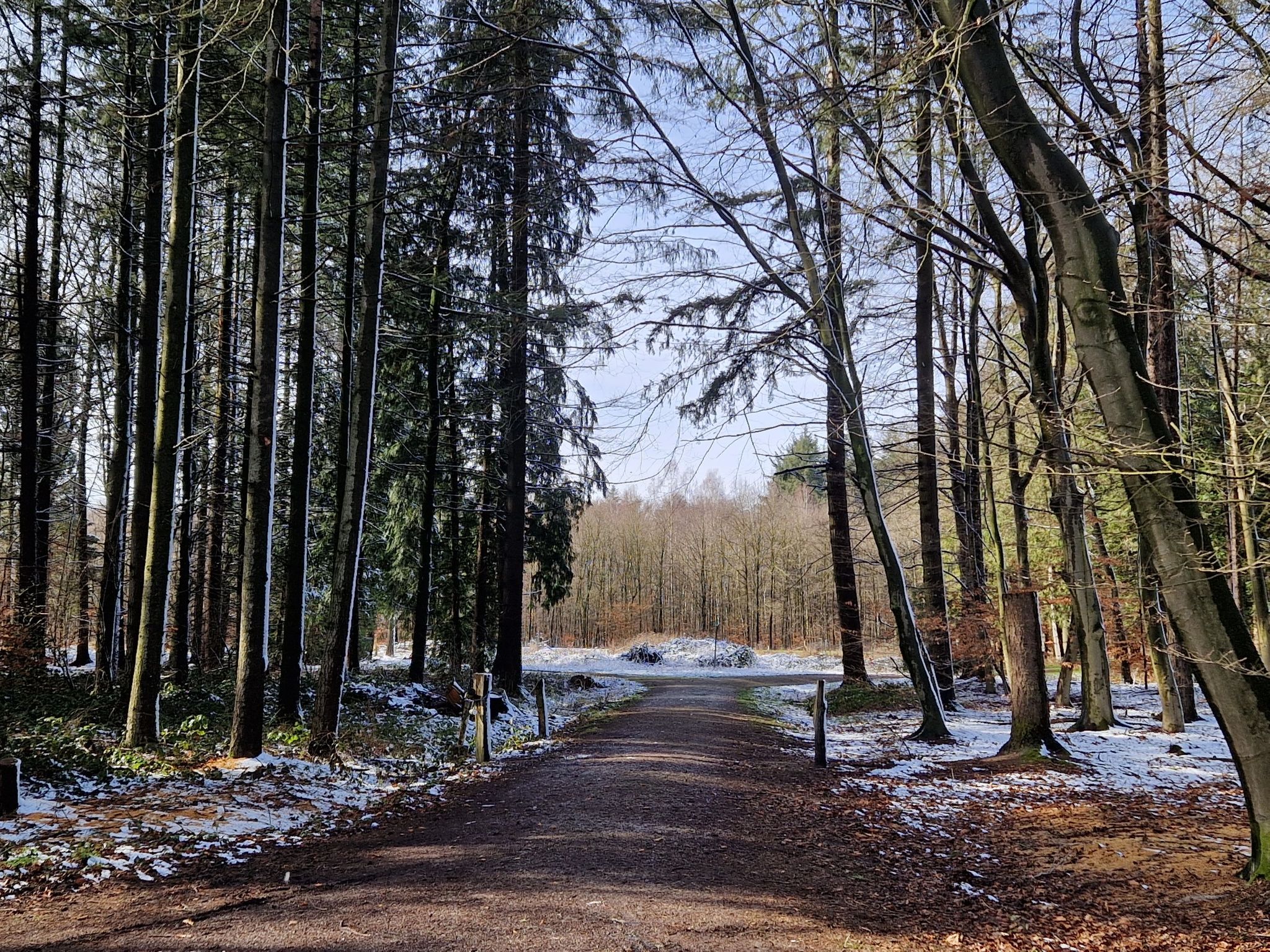 Lichtung im Wald