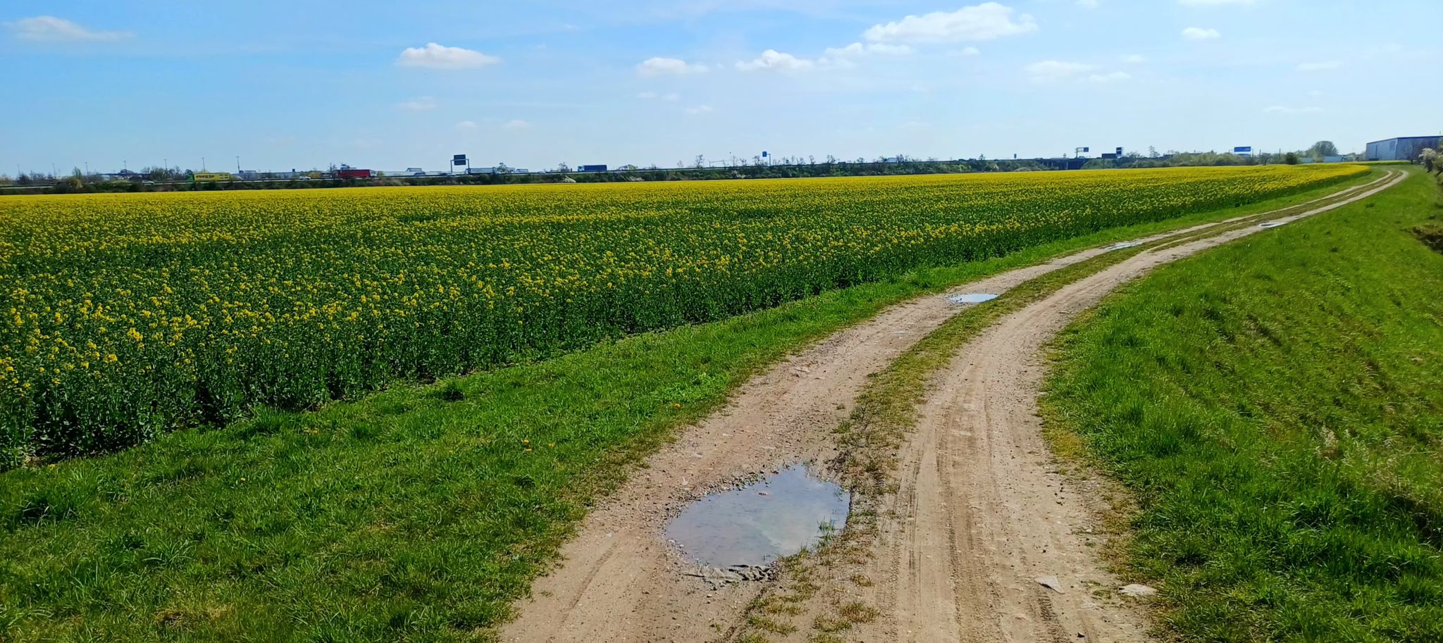 Raps bei Beuditz/Schkeuditz