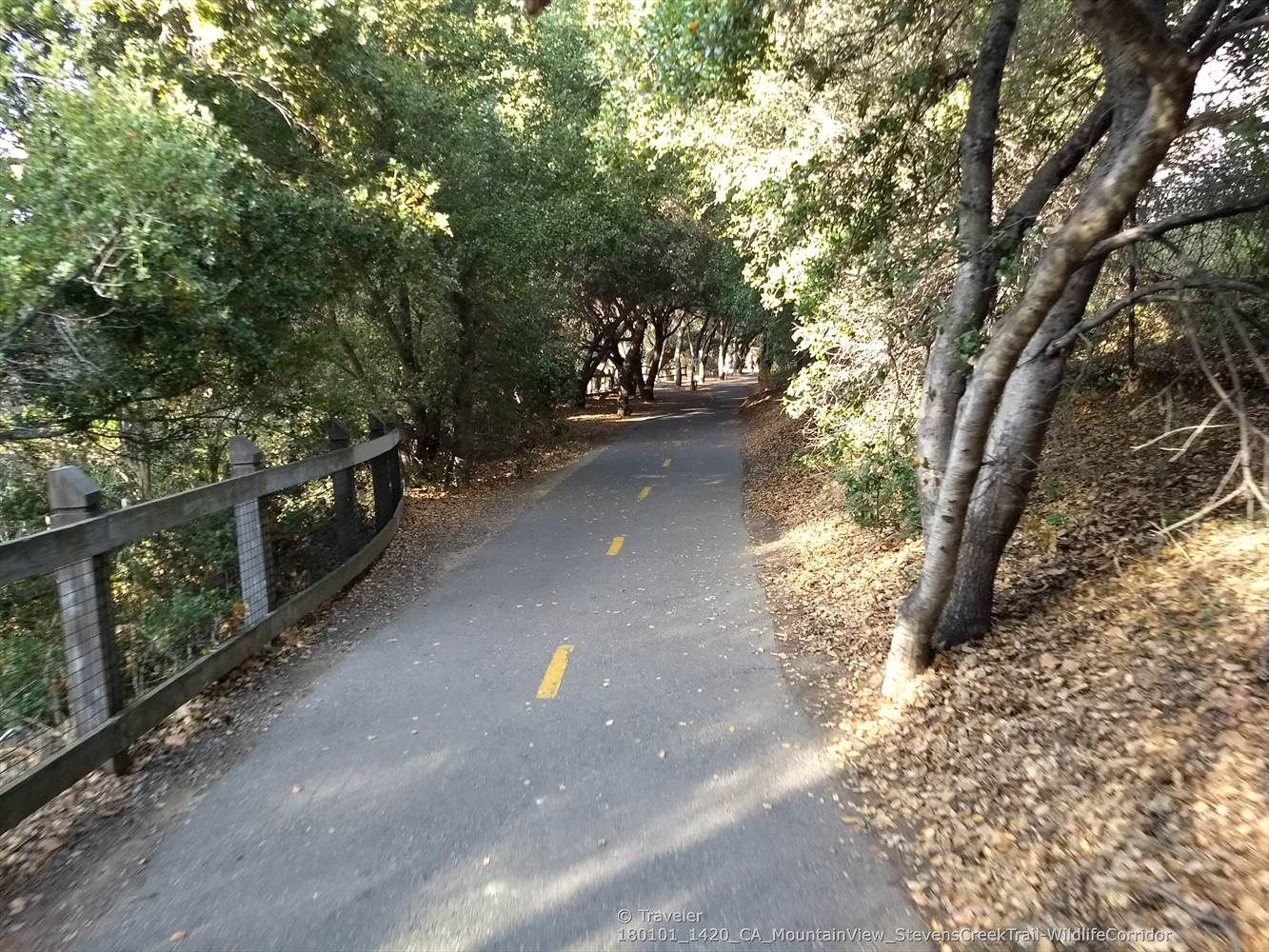Shaded paved path winding through dense green trees, dappled sunlight. - Moffett Boulevard Bike Bridge – Sleeper Park loop from Sunnyvale
