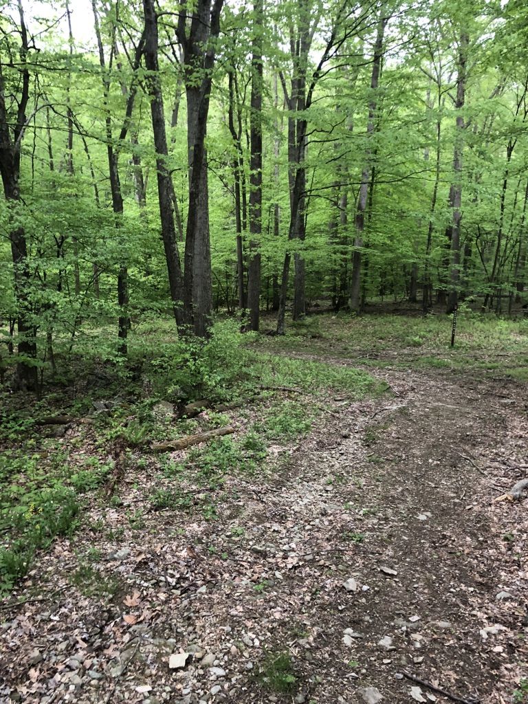 A dirt path winds through a lush, green forest under overcast skies. - Copper Run and Middle Creek Trail Loop