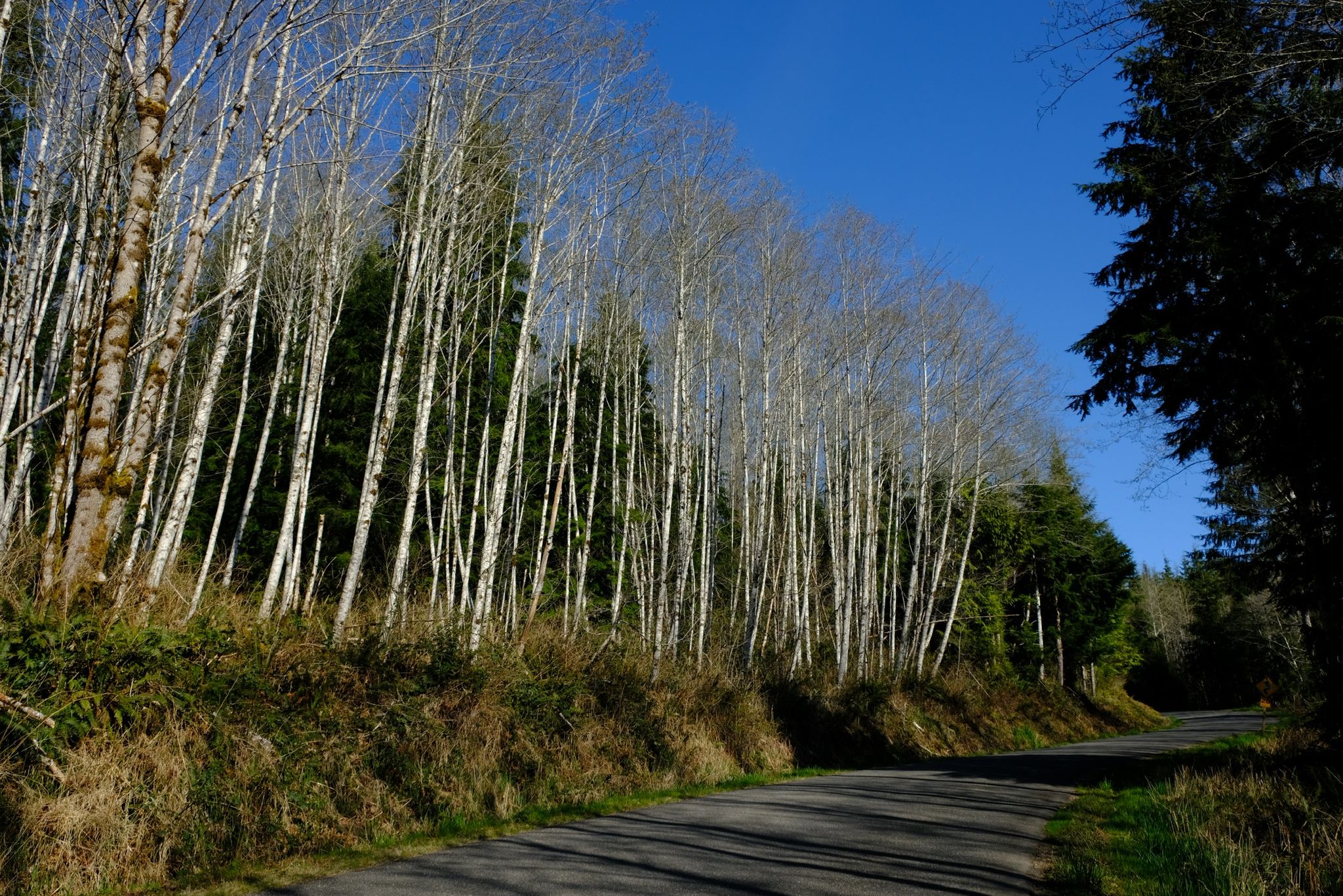 A winding road bordered by tall, bare trees under a bright blue sky. - Gravel loop from Quilcene National Fish Hatchery