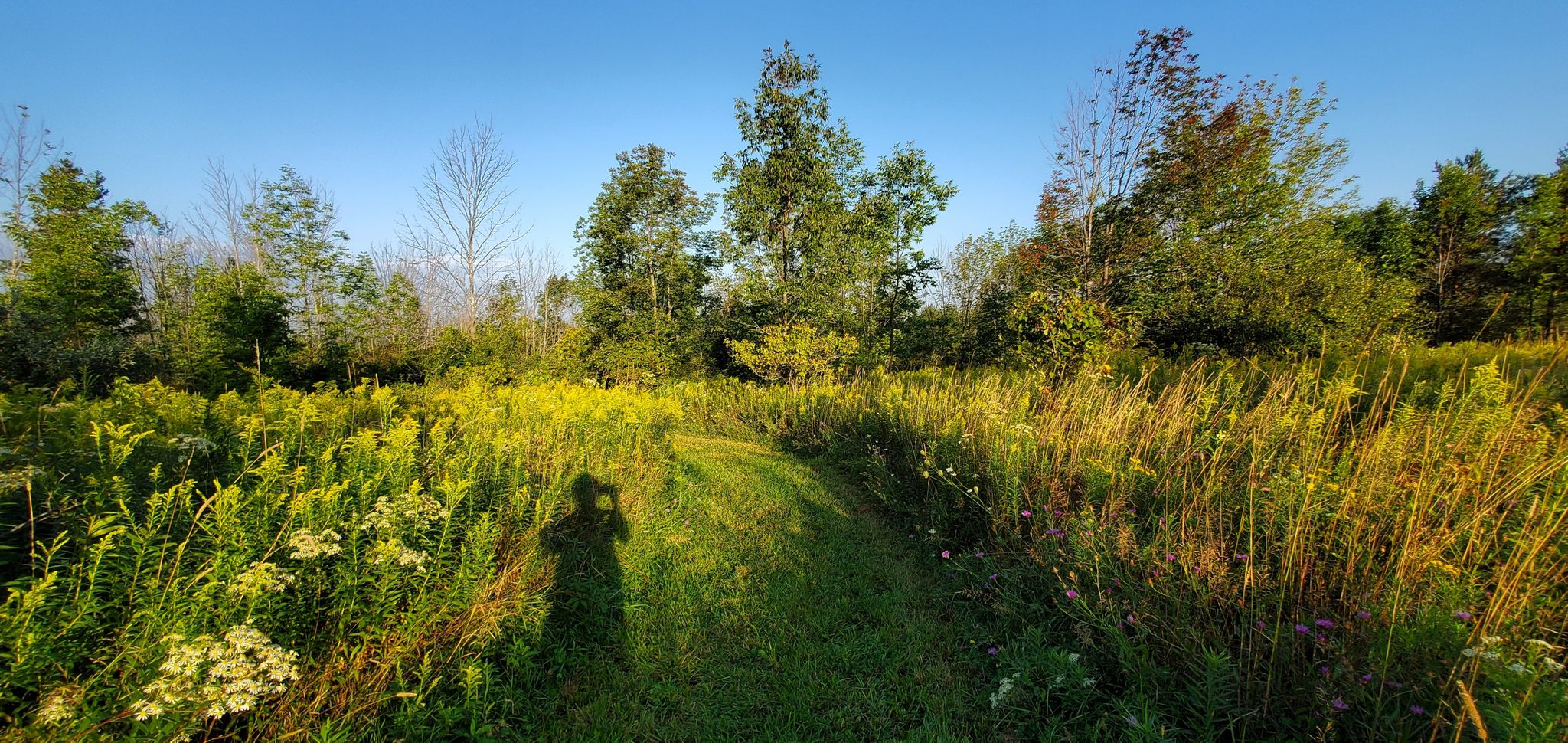 Grassy path through sunlit tall fields with a person's shadow. - Canadice Lake via Rob's Trail