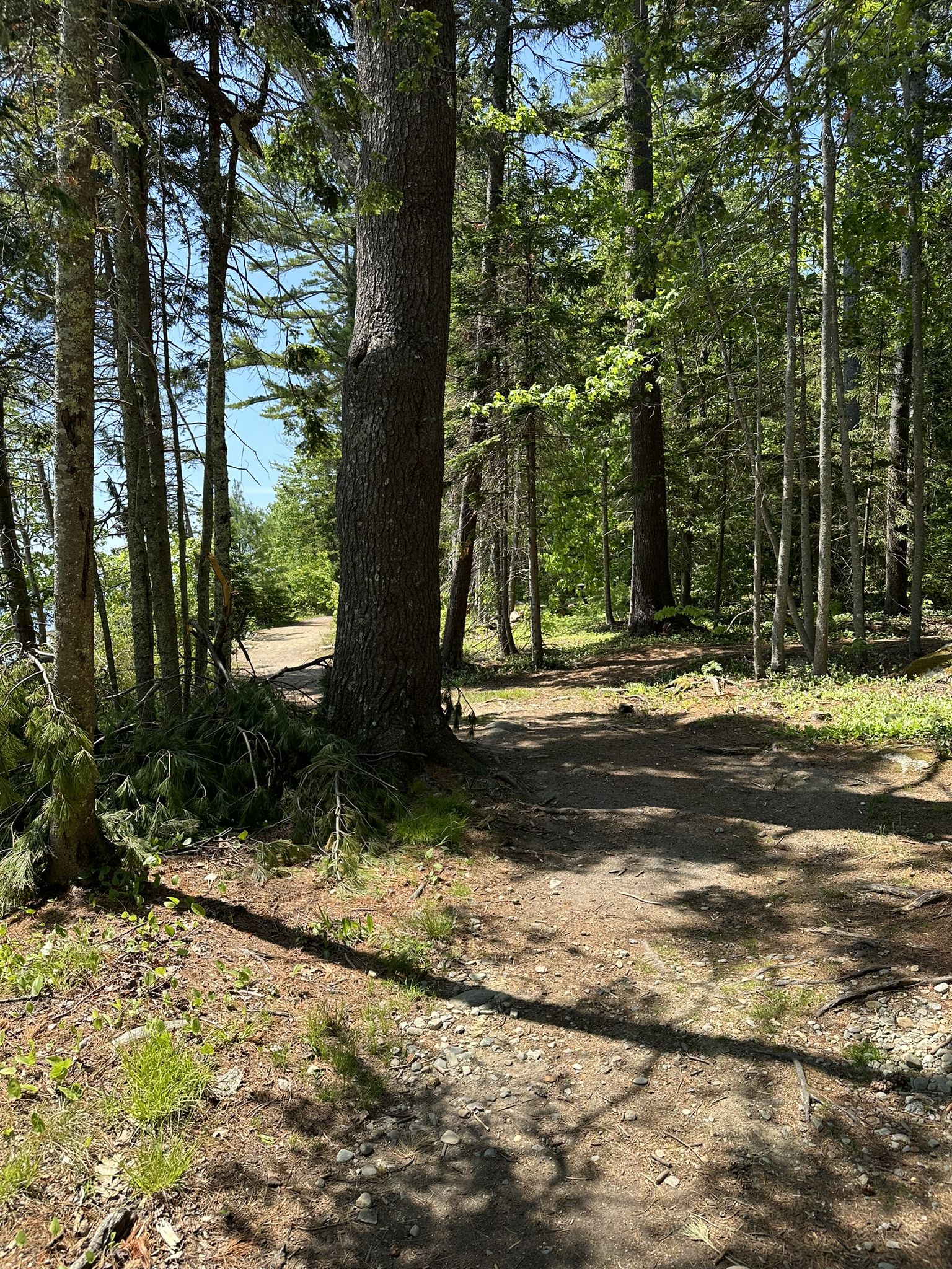 Sunny dirt path through a dense forest with tall trees. - Moose and Big Spruce Trail Loop