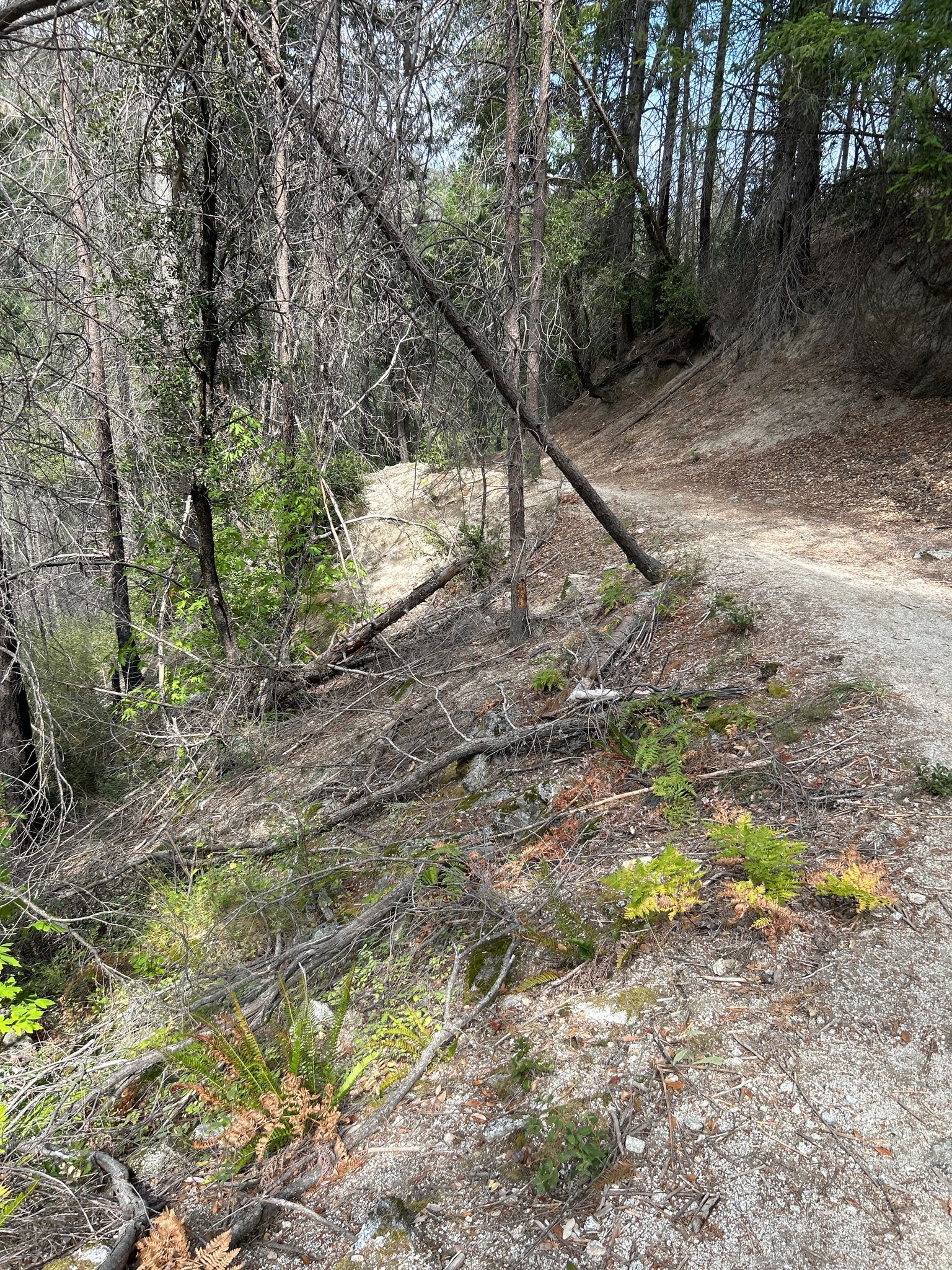A sunlit dirt path winds through a forest with fallen trees and dry undergrowth. - Brandy Creek Falls Trail