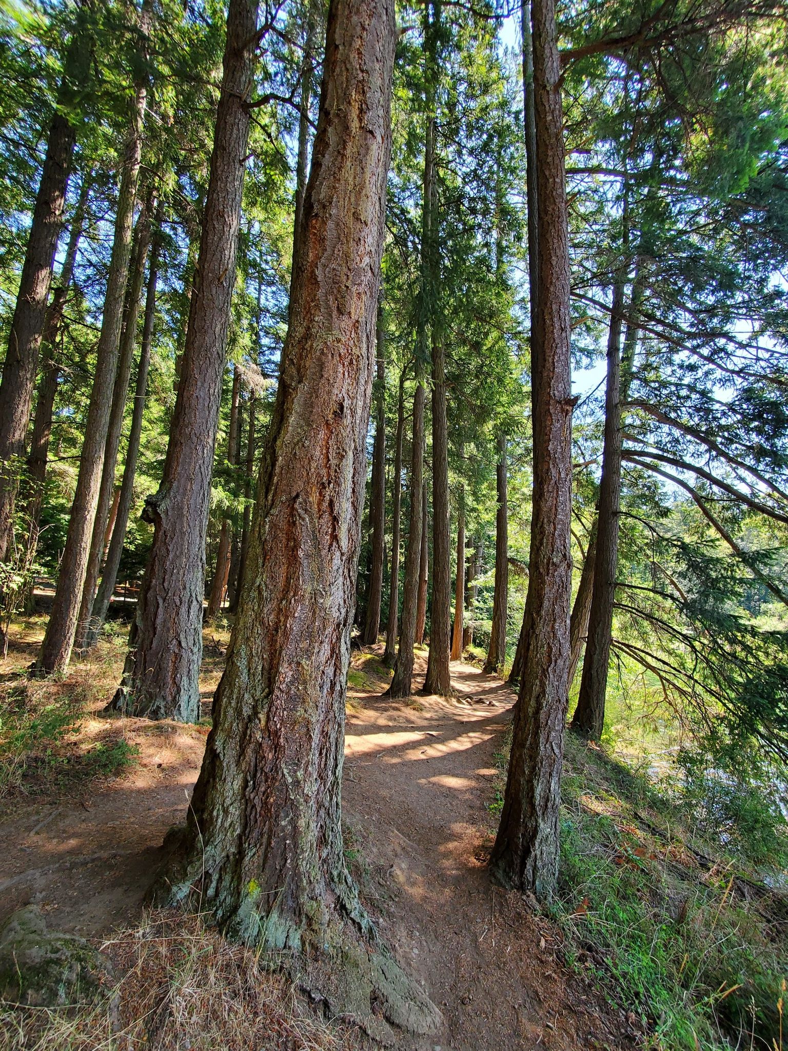A sunlit dirt path winds through a dense forest of tall trees. - Cascade Lake Lagoon Loop