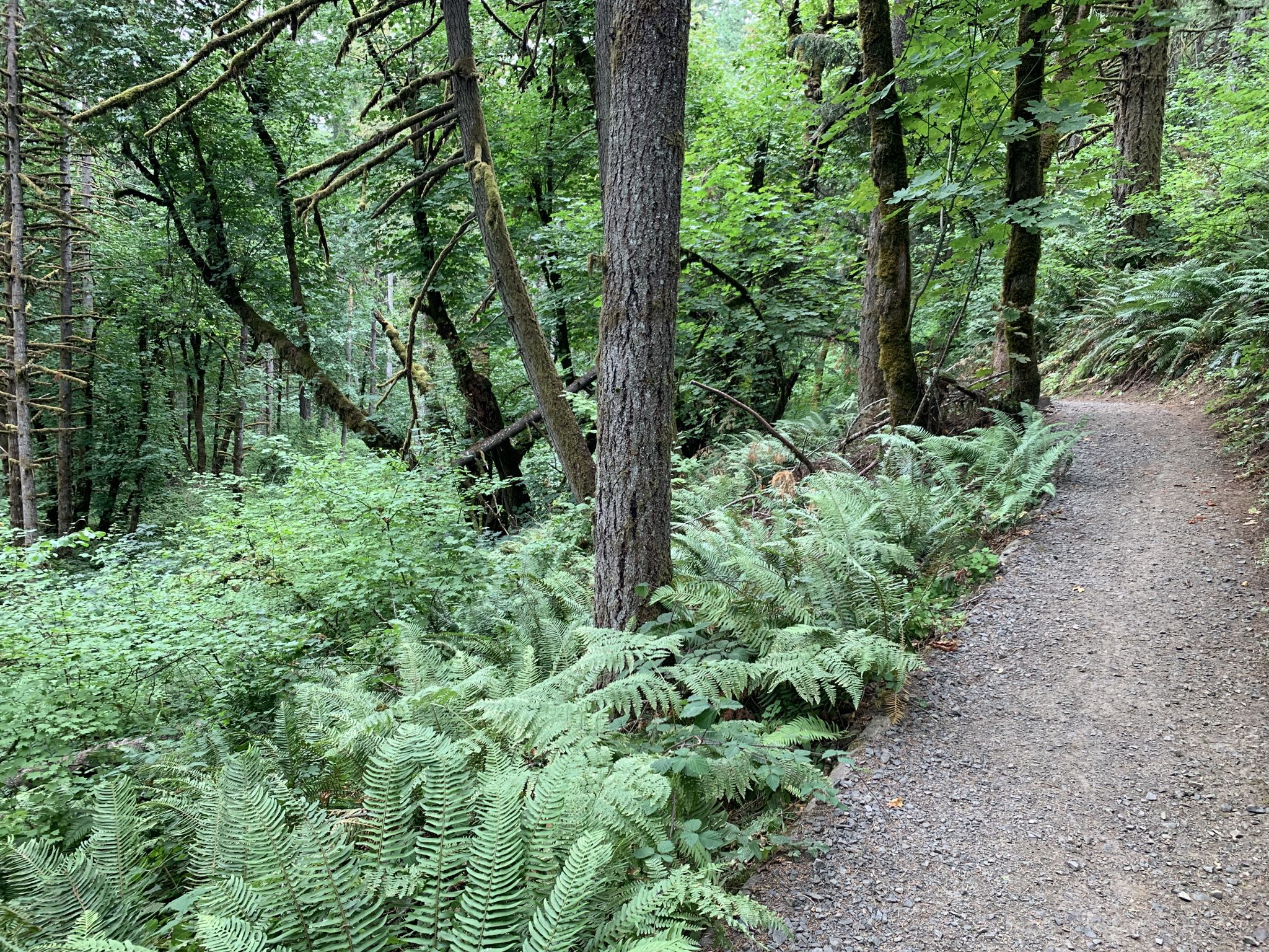 A winding dirt path through a dense forest filled with green ferns. - Ridgeline Trail: Fox Hollow to Mt. Baldy Loop
