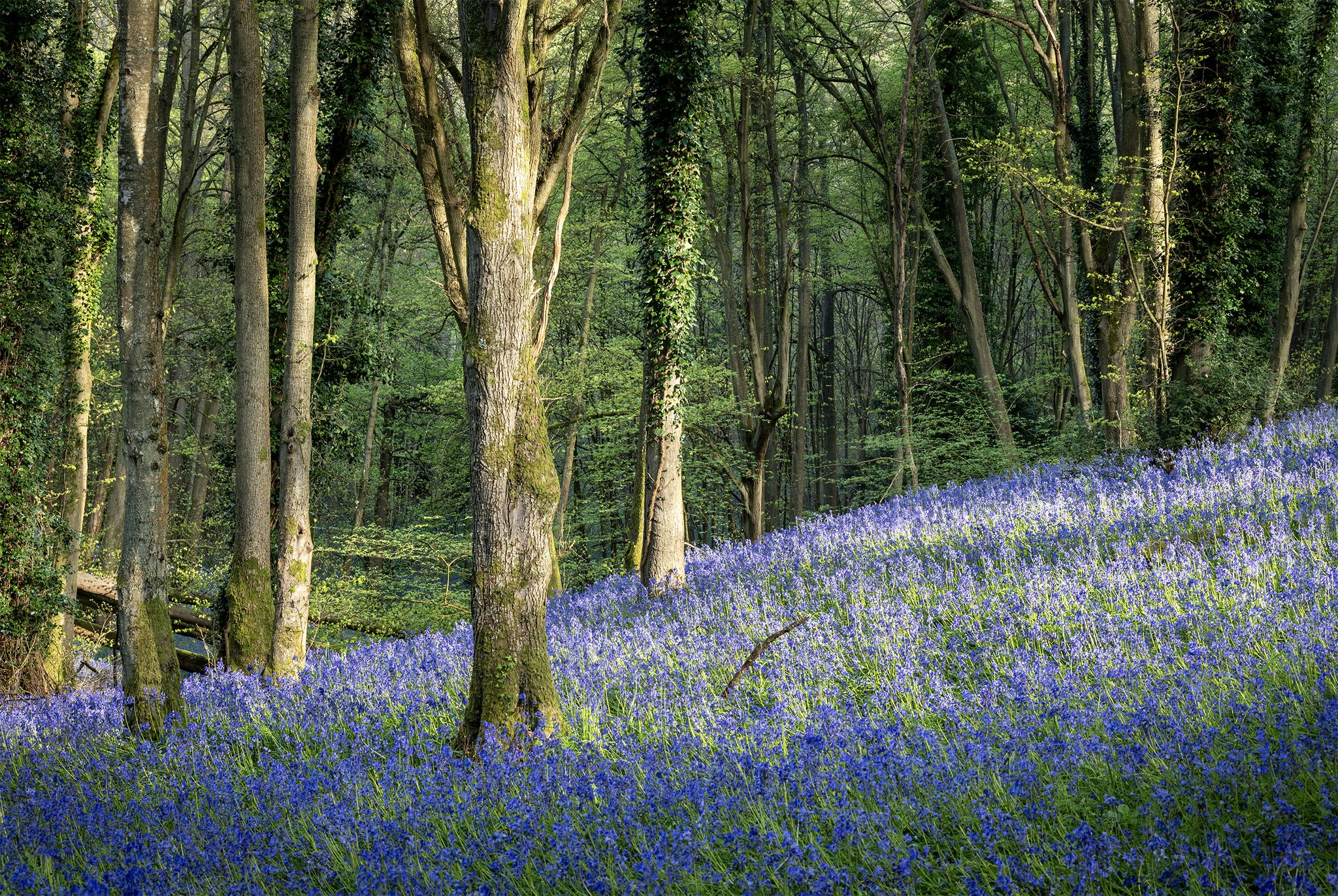 Bluebell slope