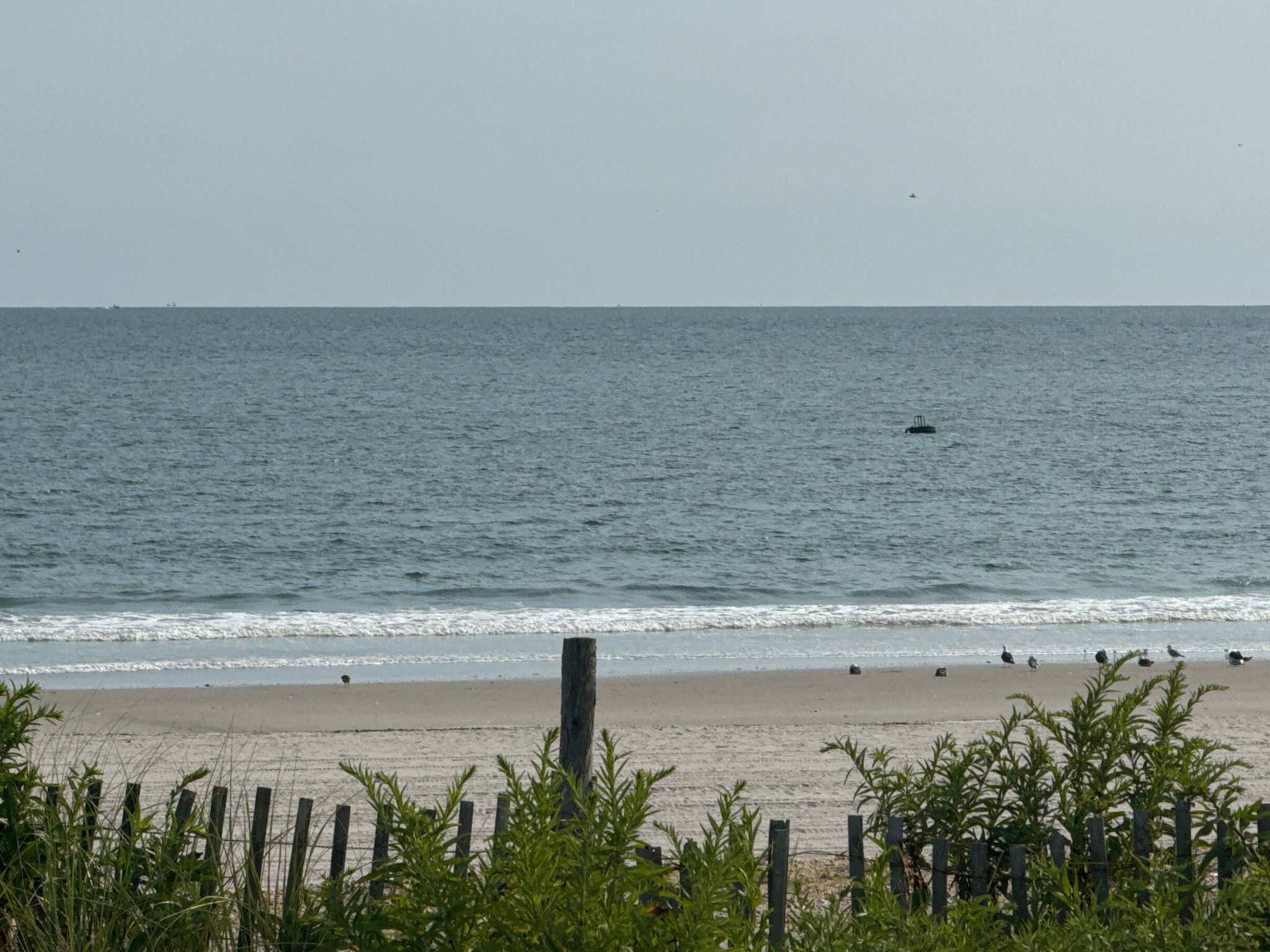 Calm ocean and sandy beach with a wooden fence and birds. - Rockaway Beach – Rockaway Beach loop from Beach 25th Street