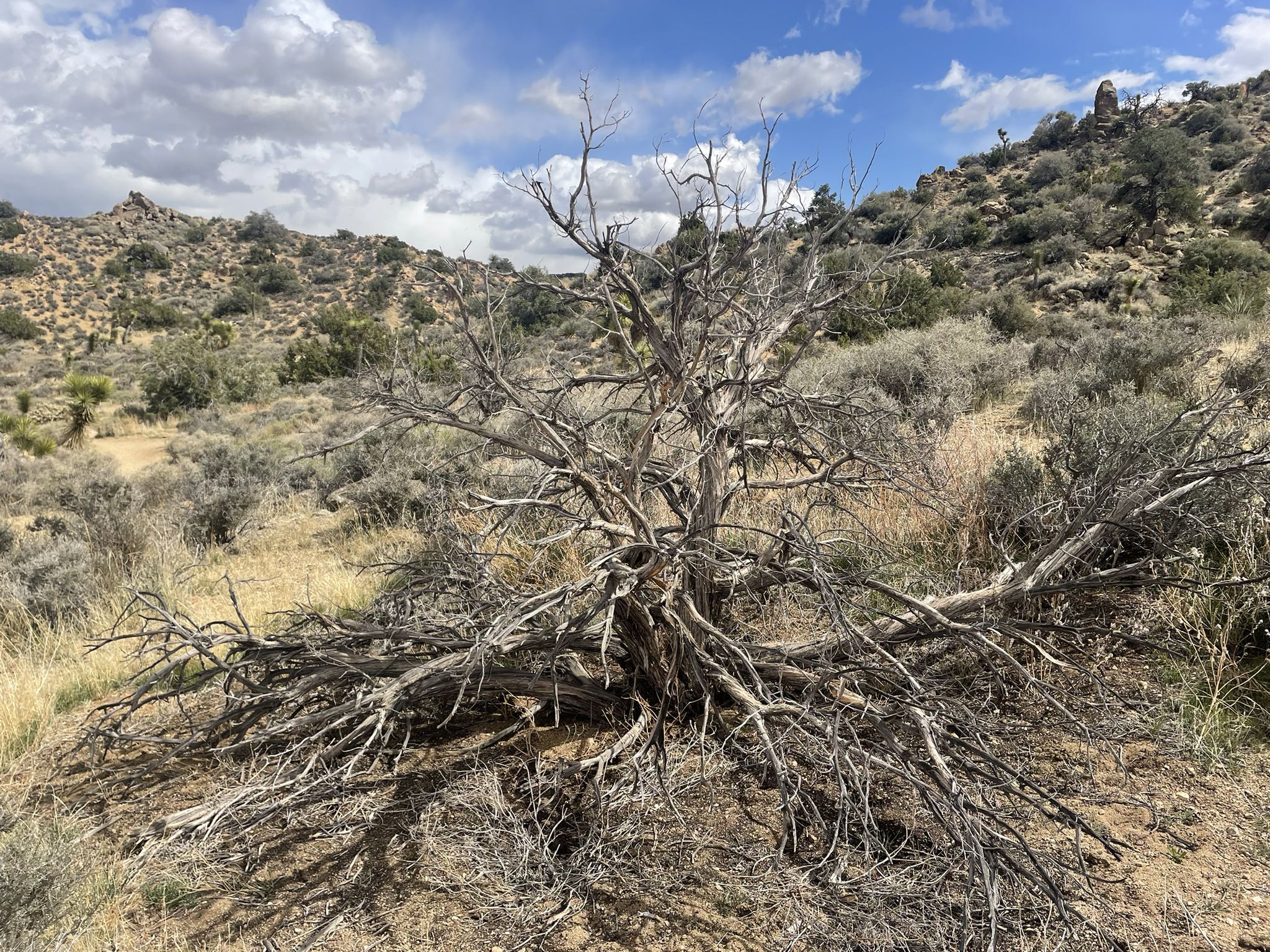 Large gnarled dead tree in dry desert landscape under a partly cloudy sky. - South Park Peak and High View Nature Trail Loop