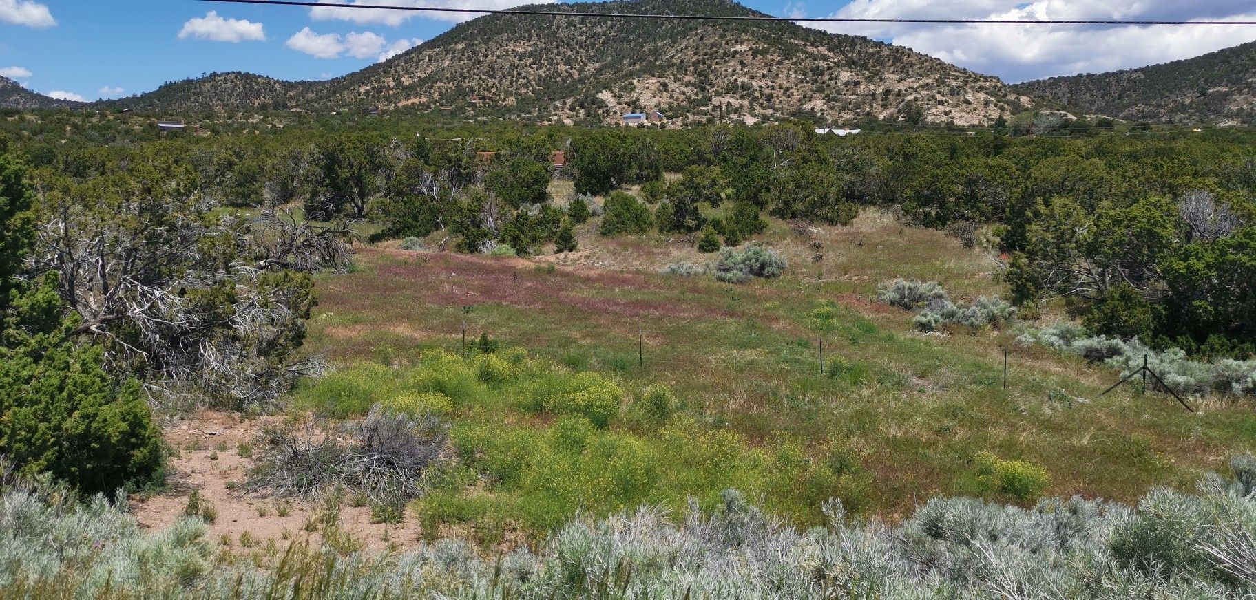 An open, grassy field with sparse trees and distant hills under a bright sky. - South Santa Fe half century