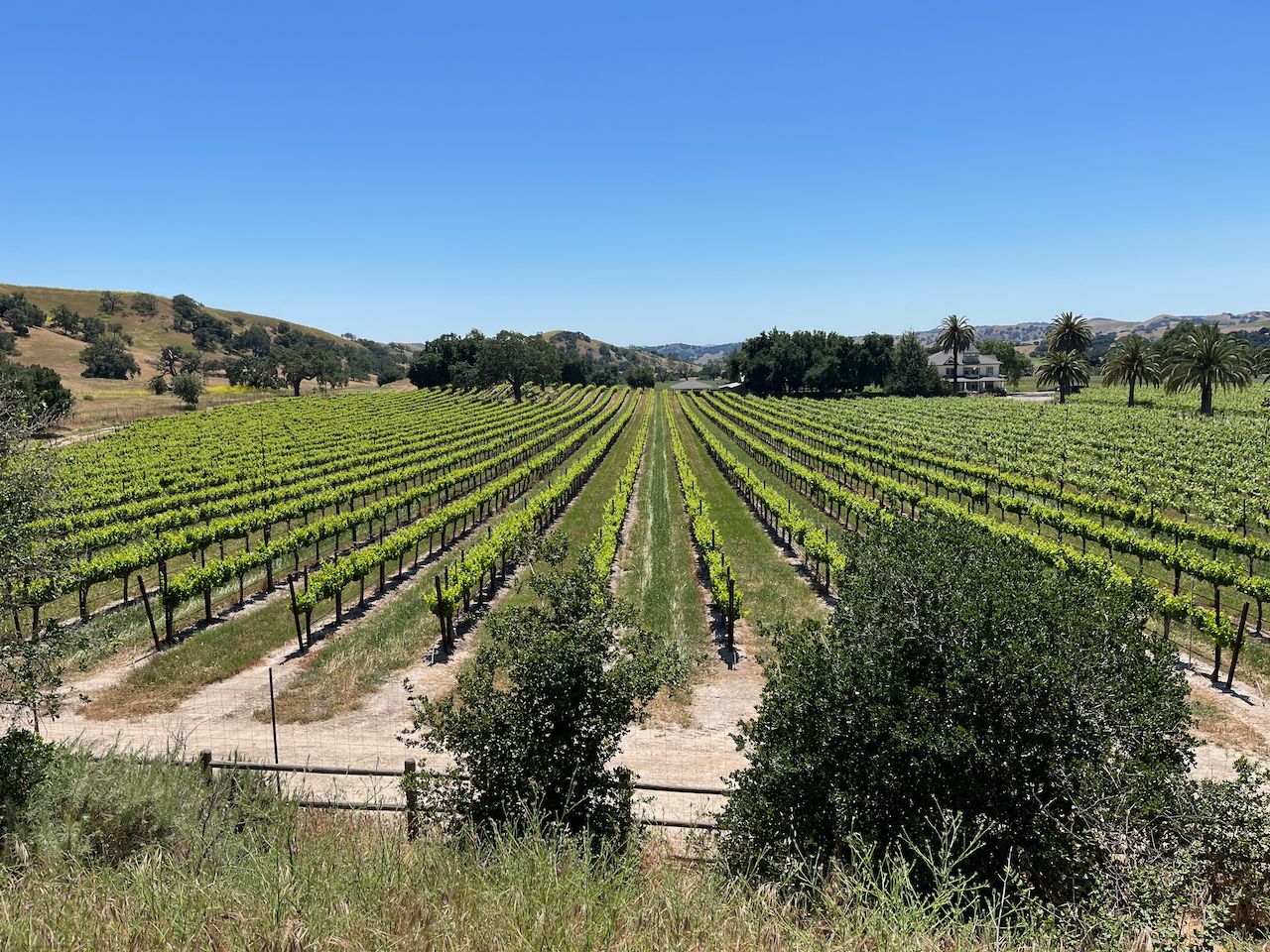 Long rows of green grapevines extend into the sunny, hilly landscape. - Foxen Canyon & Drum Canyon Road loop