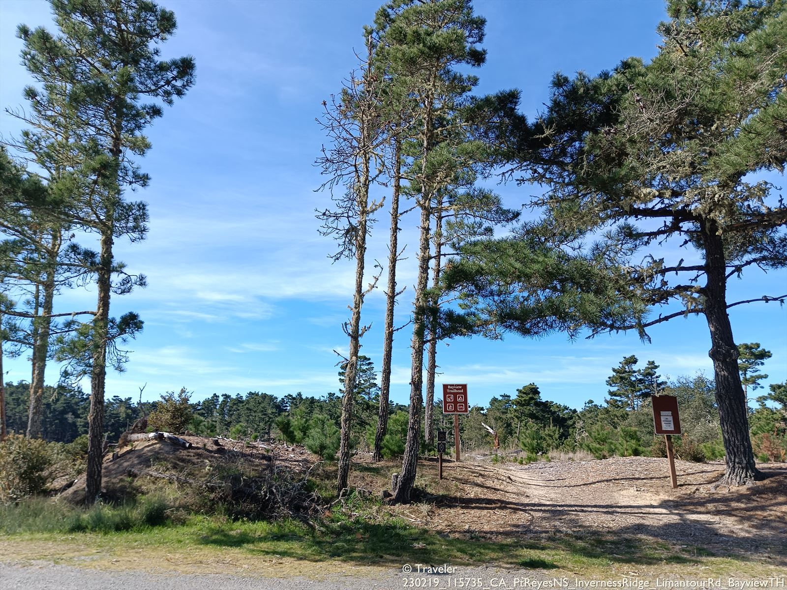 A dirt path winds through tall pine trees under a clear blue sky. - Inverness Ridge – Inverness Ridge loop from Point Reyes Station