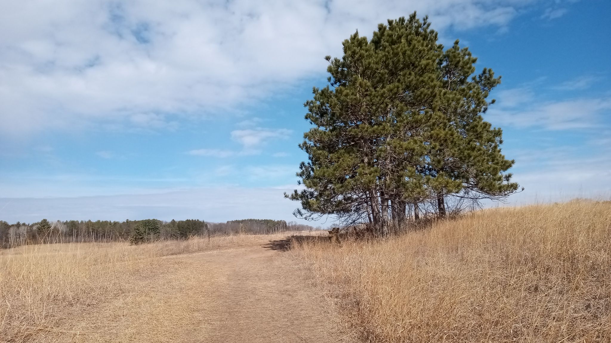 A large pine tree stands beside a dirt path in a dry field. - Bluebird and Butterfly Loop