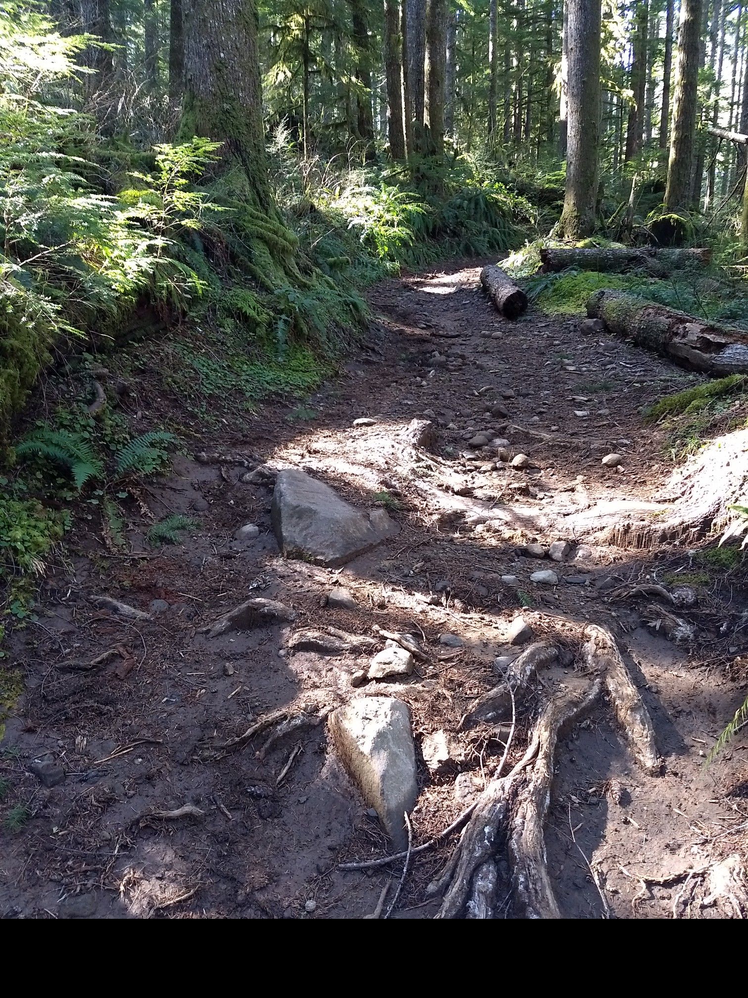 A muddy forest path with exposed tree roots and rocks, dappled sunlight. - Buck Mountain Loop Trail