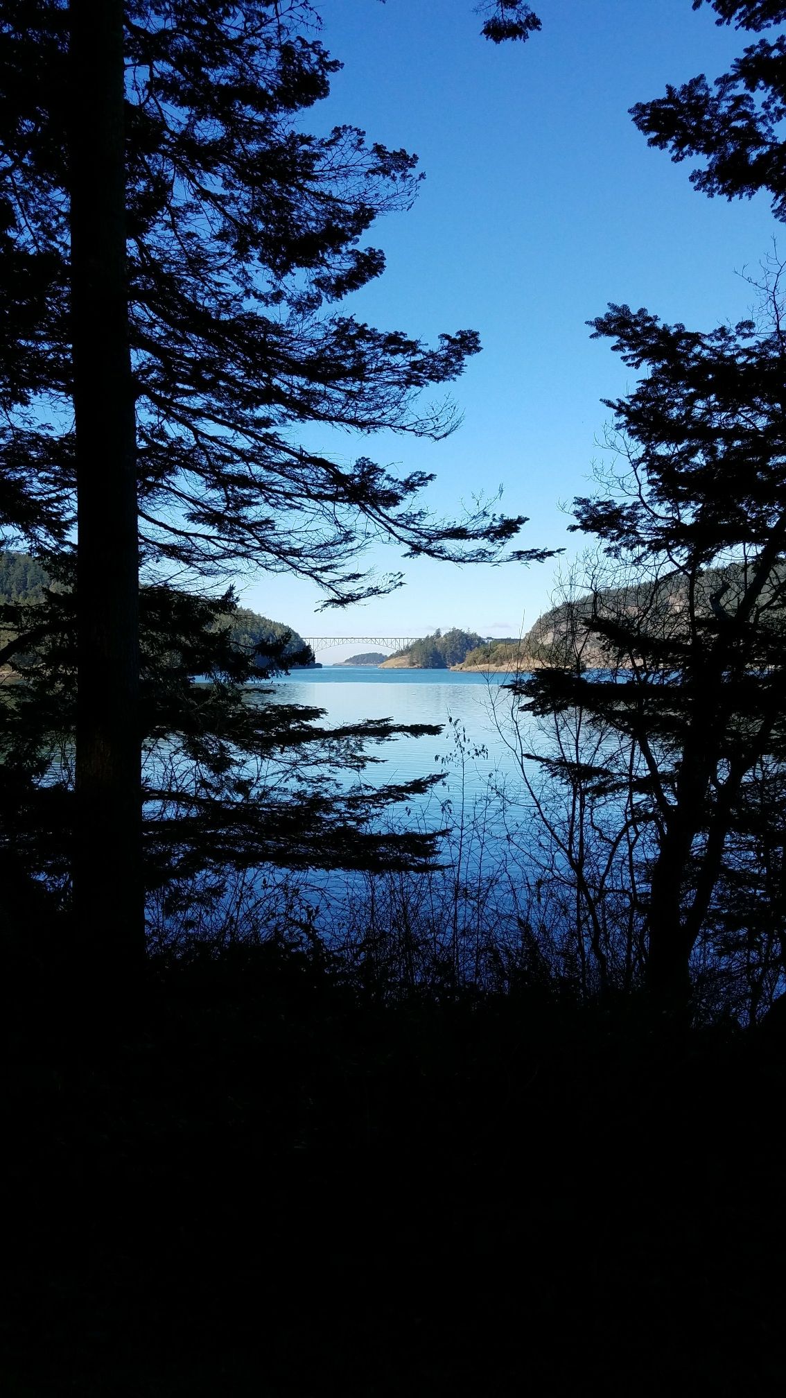 Dark tree silhouettes frame a bright blue sky and calm water channel. - Hoypus Point Loop Trail
