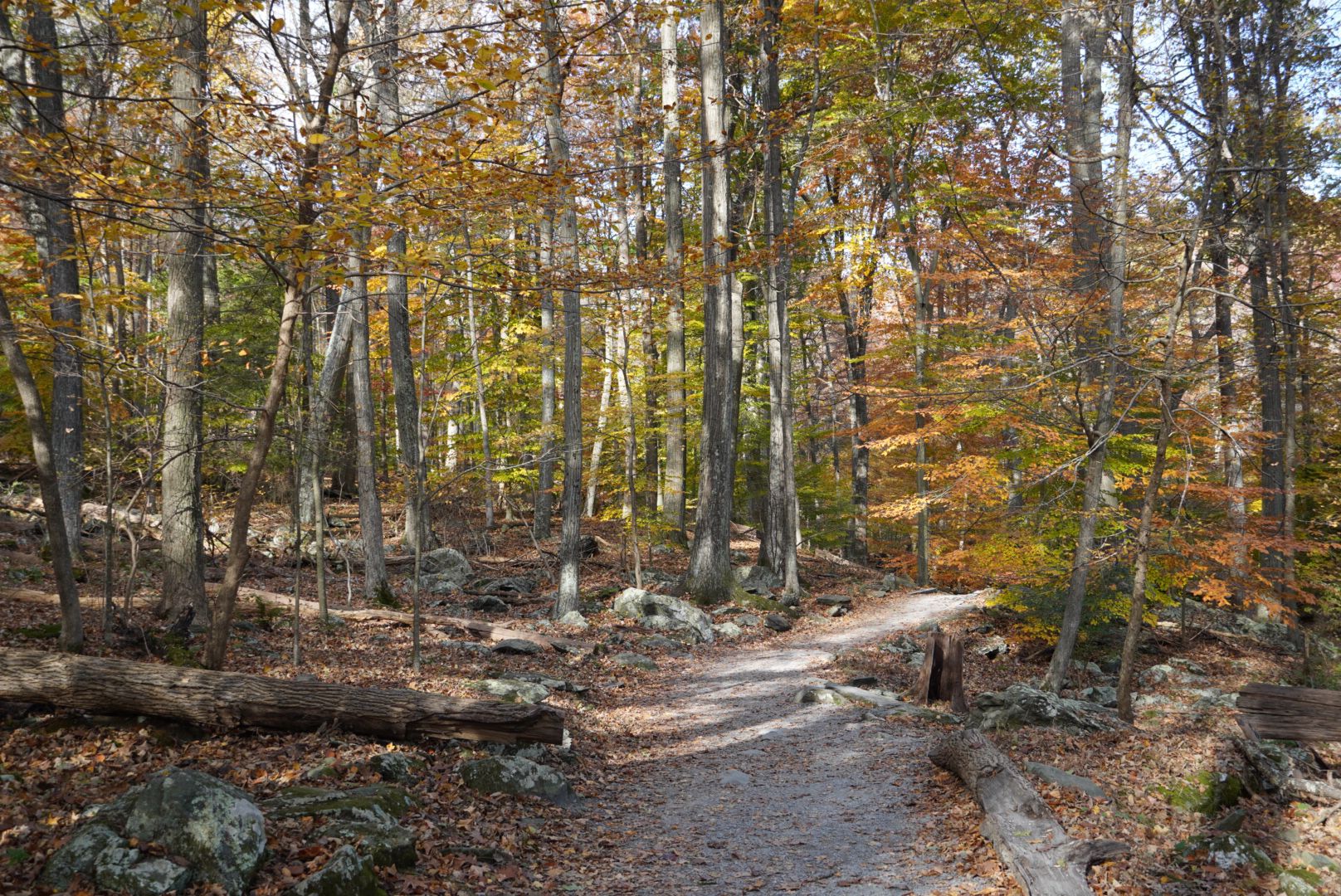 A sunlit forest path winds through trees with autumn leaves and fallen logs. - Cliff Trail and Lower Trail Loop