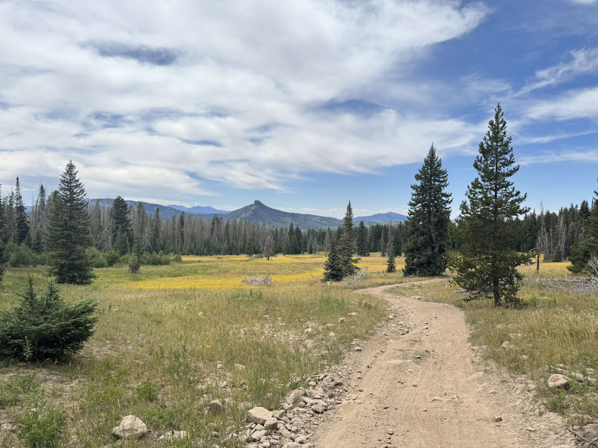 Dirt path through sunny meadow with yellow flowers, pine trees, and distant mountains. - Great Divide Mountain Bike Route