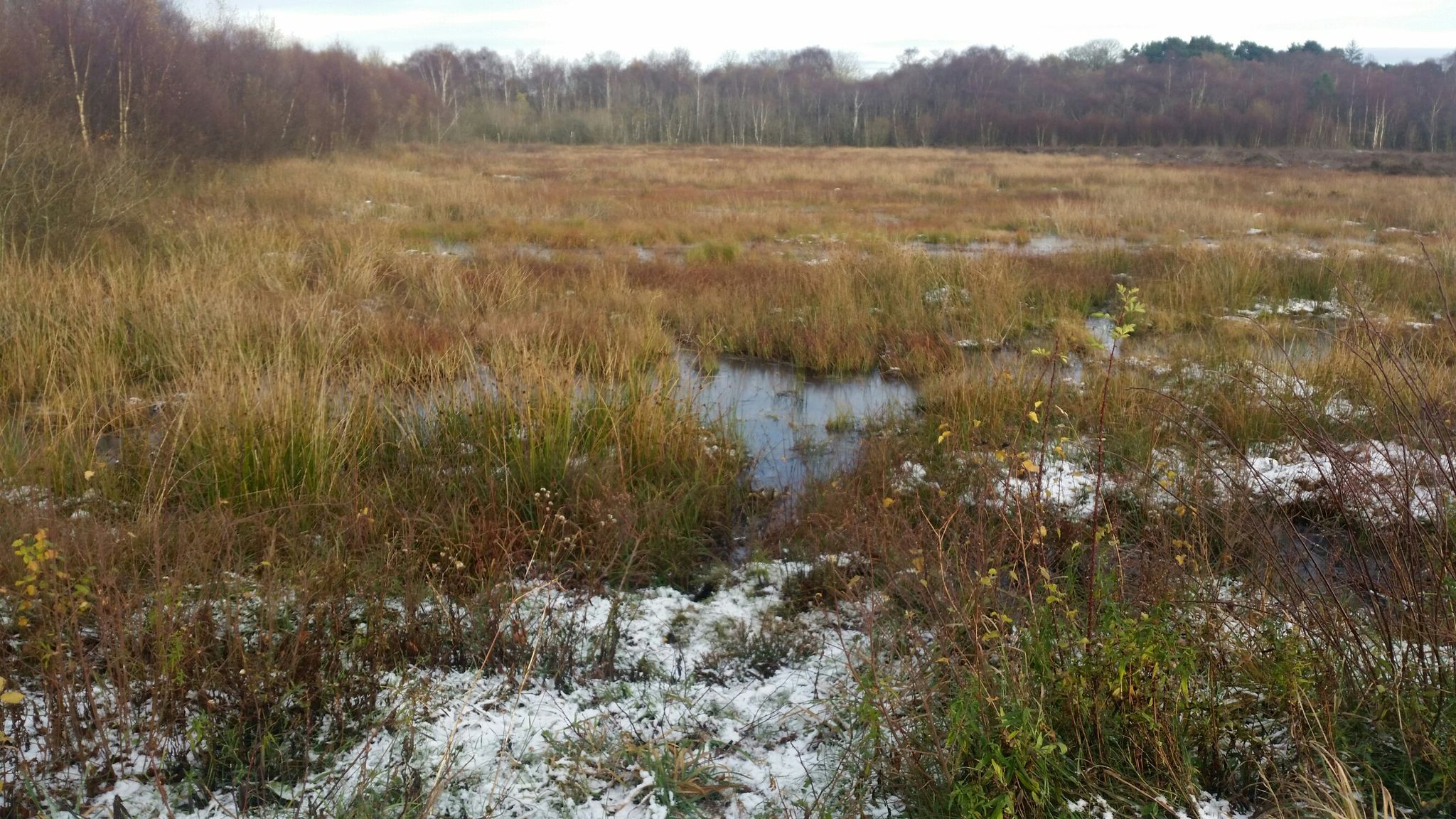 Raised peat bog at Greenhead Moss LNR