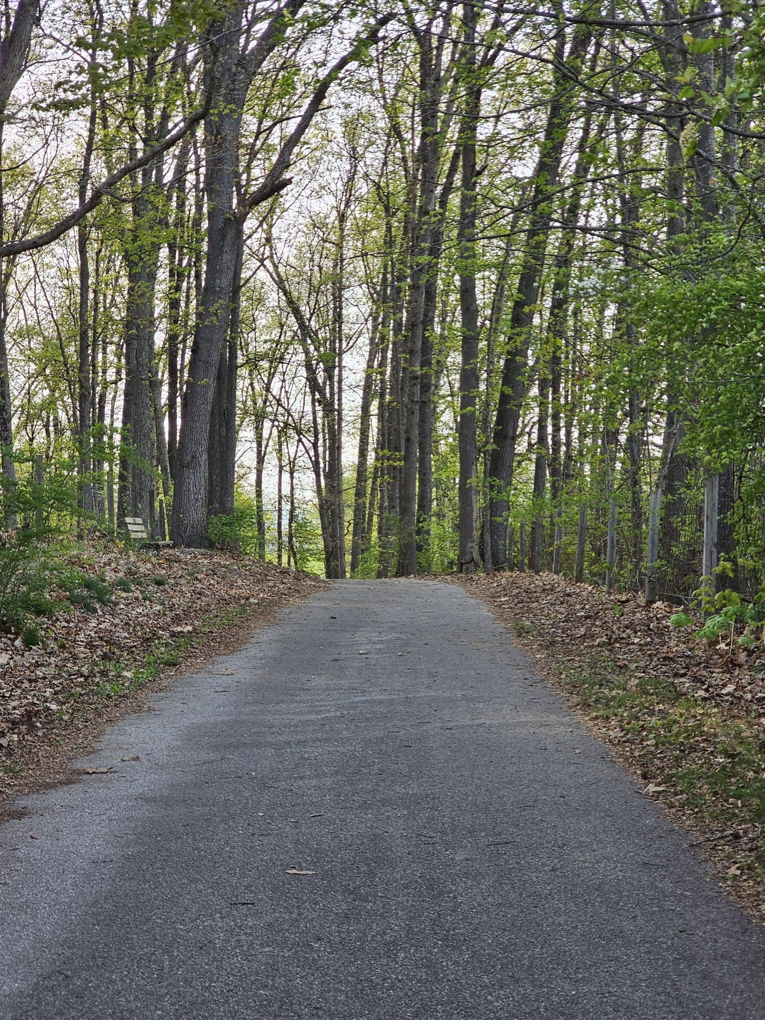 Paved path ascending through a forest with tall, bare trees. - Huckleberry Trail loop from Merrimac