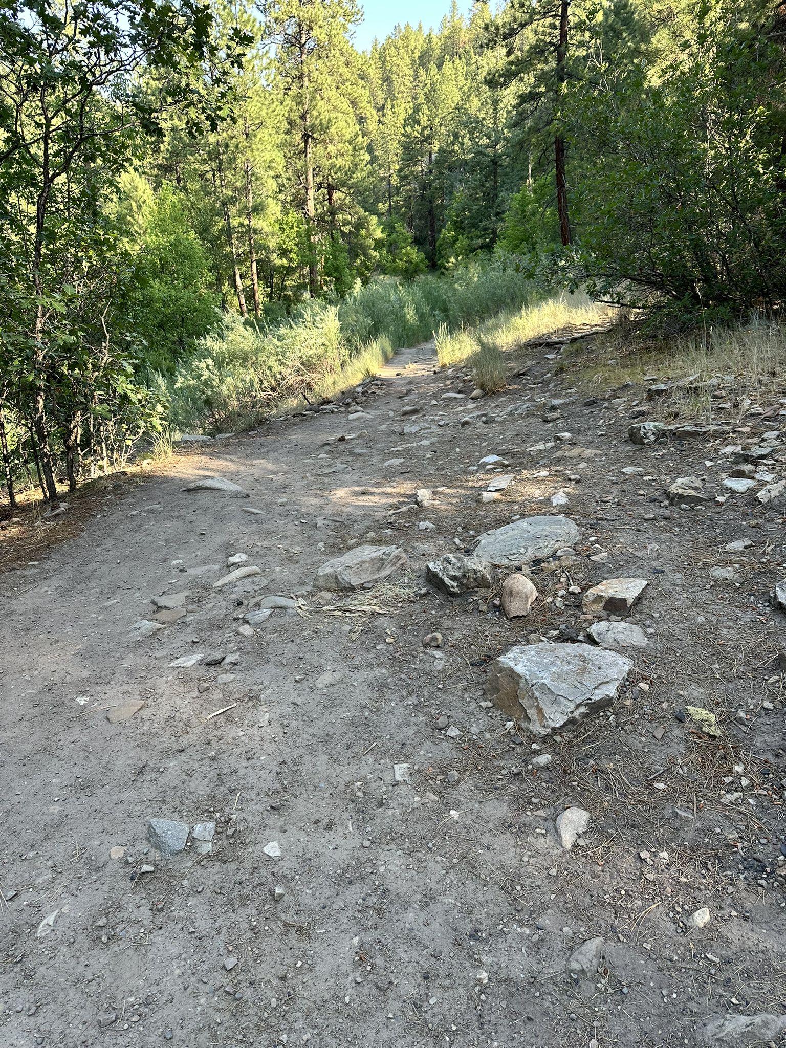A wide, rocky dirt path winds uphill through a sunlit, sparse forest. - Junction Creek Trail