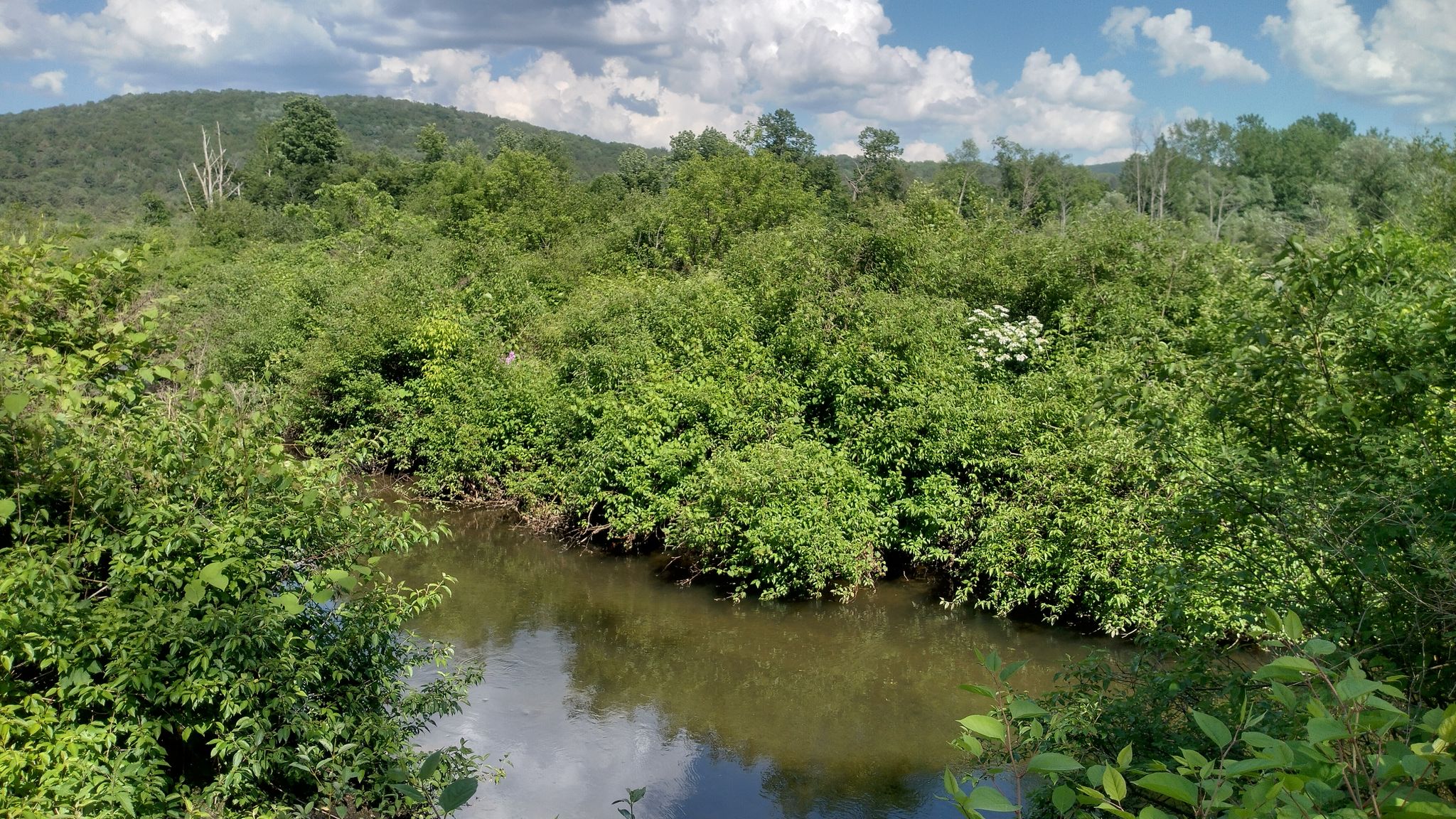 A small river winds through lush green marshland and distant forested hills. - Ashuwillticook Rail Trail Head loop from Cheshire