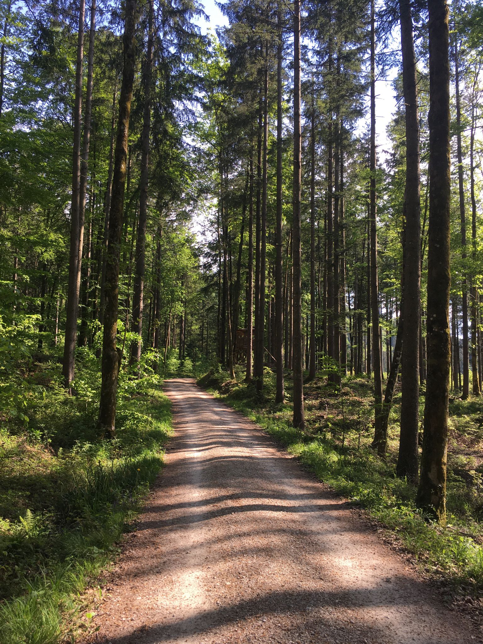Forest track
