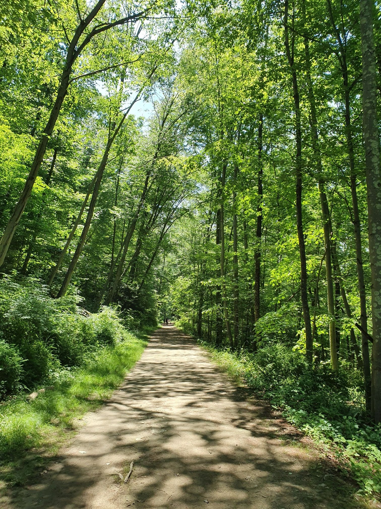 Sunny dirt path winding through a dense green forest with a distant walker. - Old Croton Aqueduct Loop