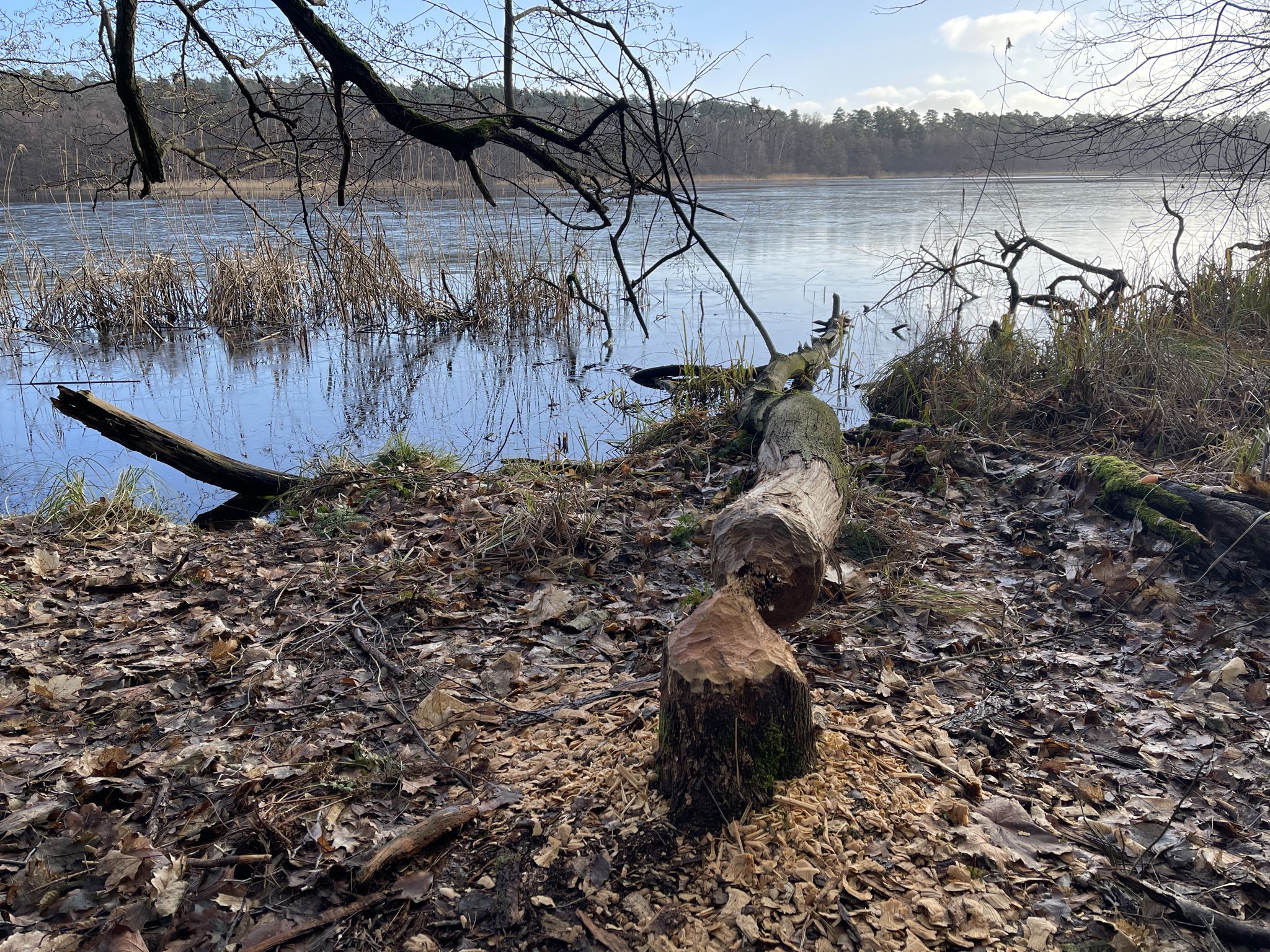 Biberland am Fängersee