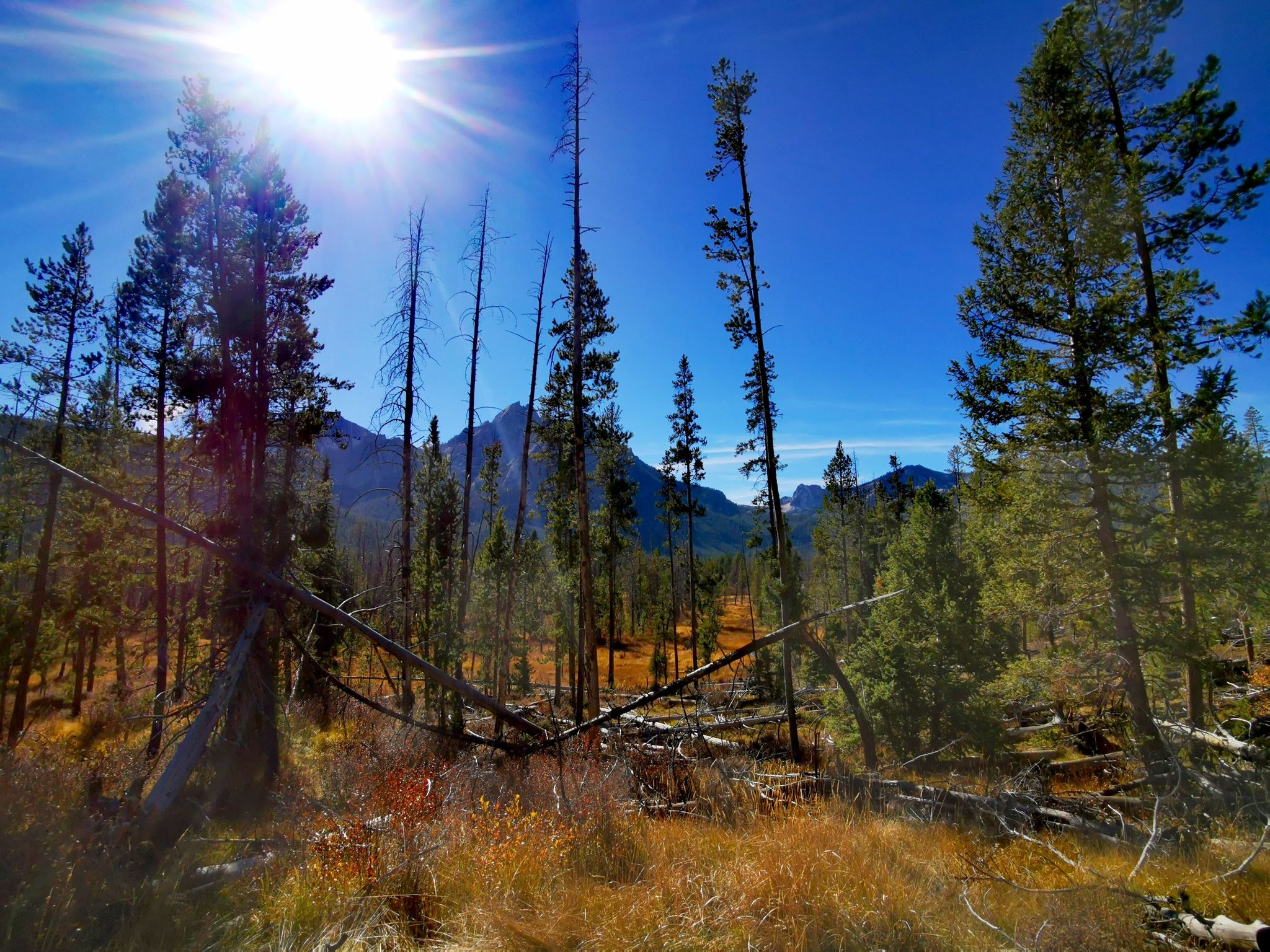 Bright sun over a forest with distant mountains and golden grass in foreground. - Stanley Lake loop from Stanley Lake