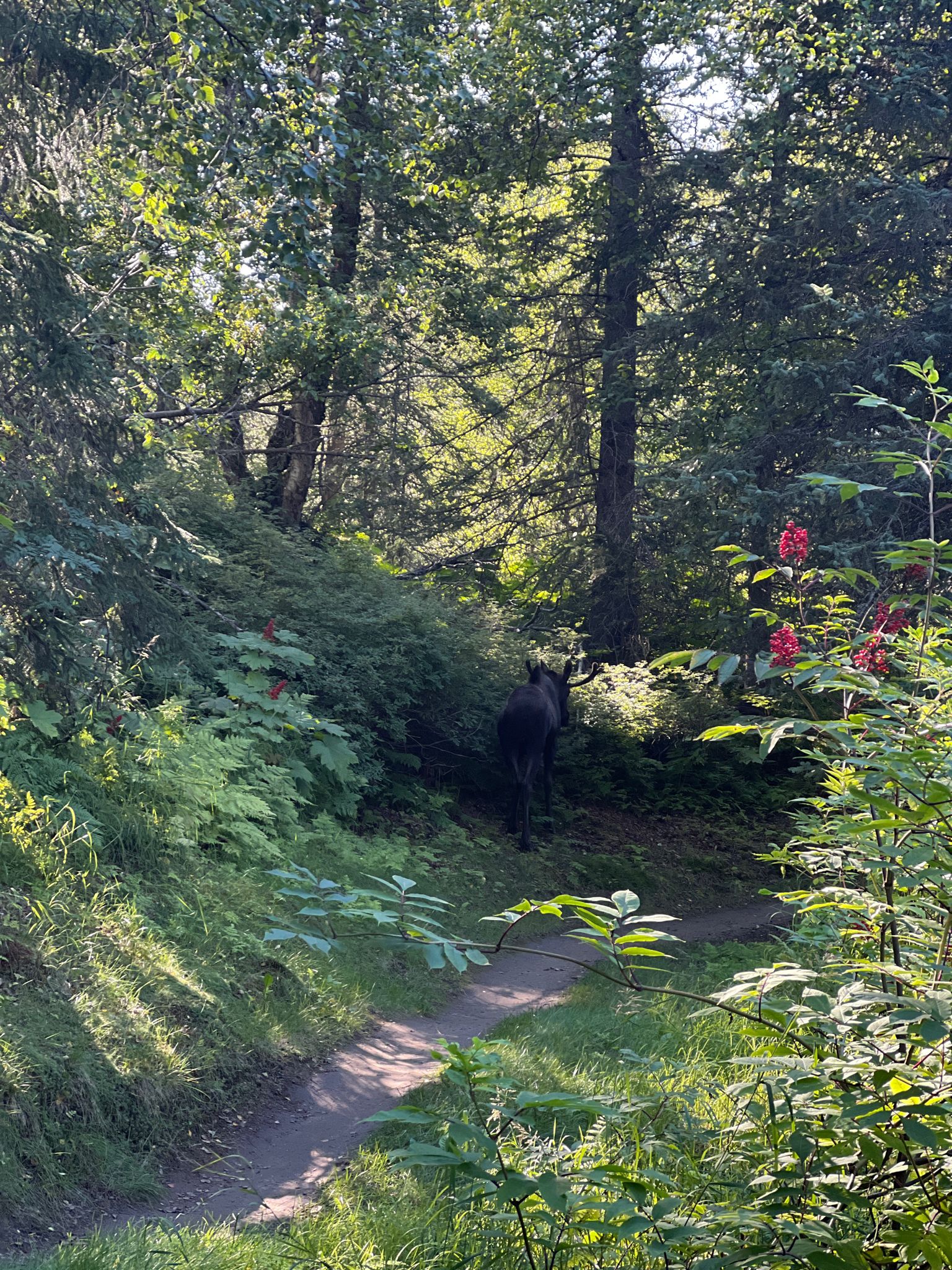 A dark animal stands on a sunlit forest path amidst lush green trees. - Lekisch Trail viewpoint – Tower Power loop from Country Lane Estates