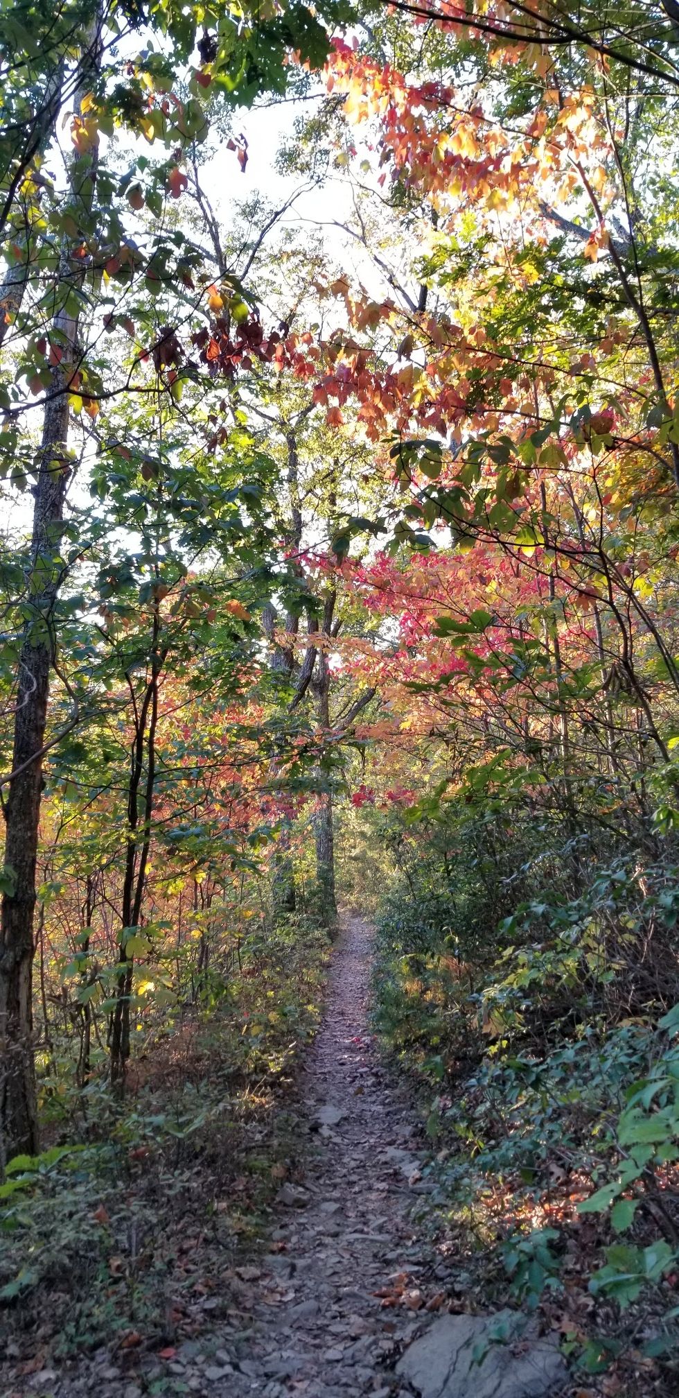 Sunlit forest path winding through trees with vibrant autumn leaves. - Moormans River Loop