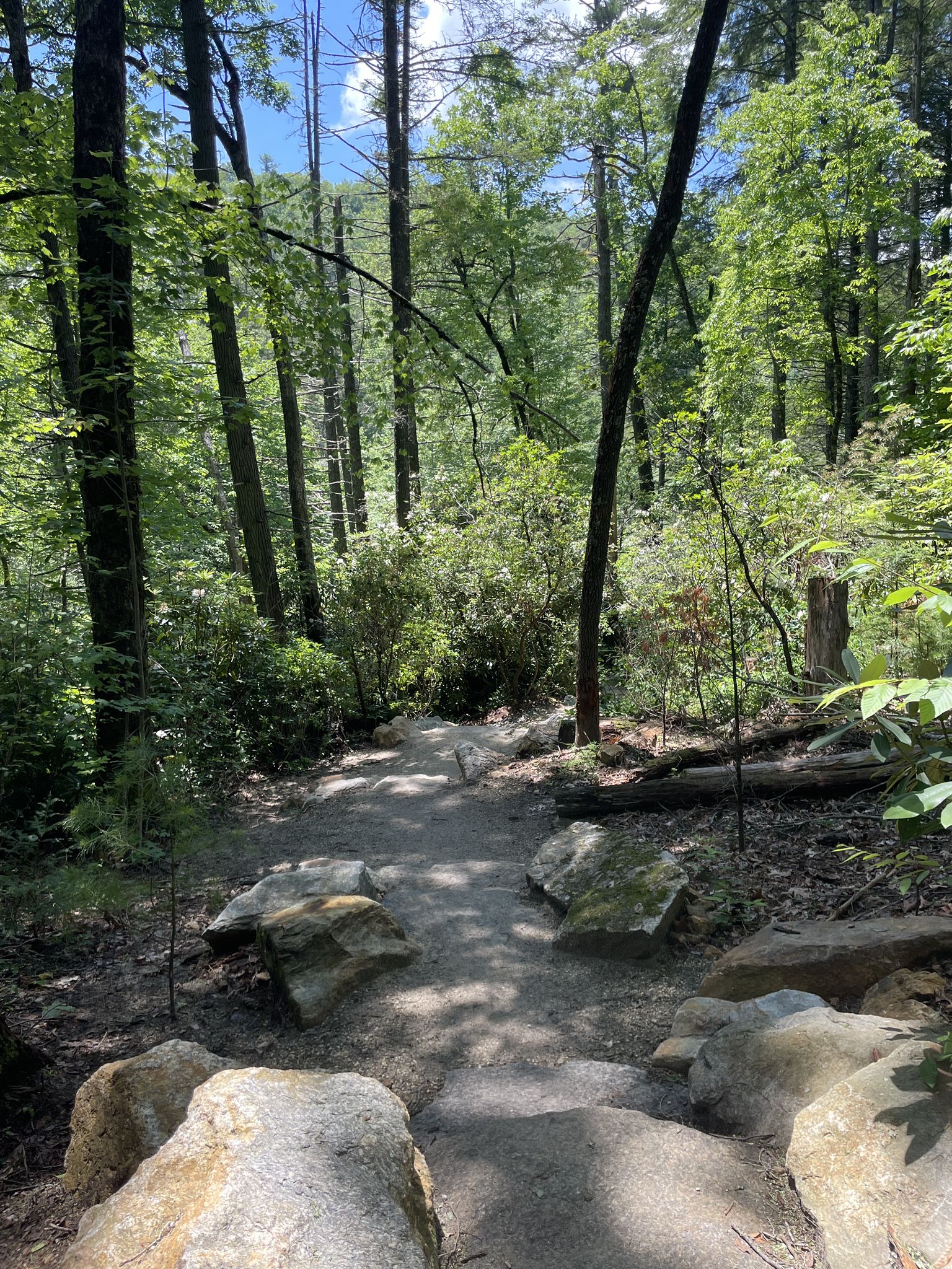 A sun-dappled dirt path winds through a vibrant green forest. - Downhill Fun - Ridgeline Trail – Grassy Creek loop from Guion Farm Access Area