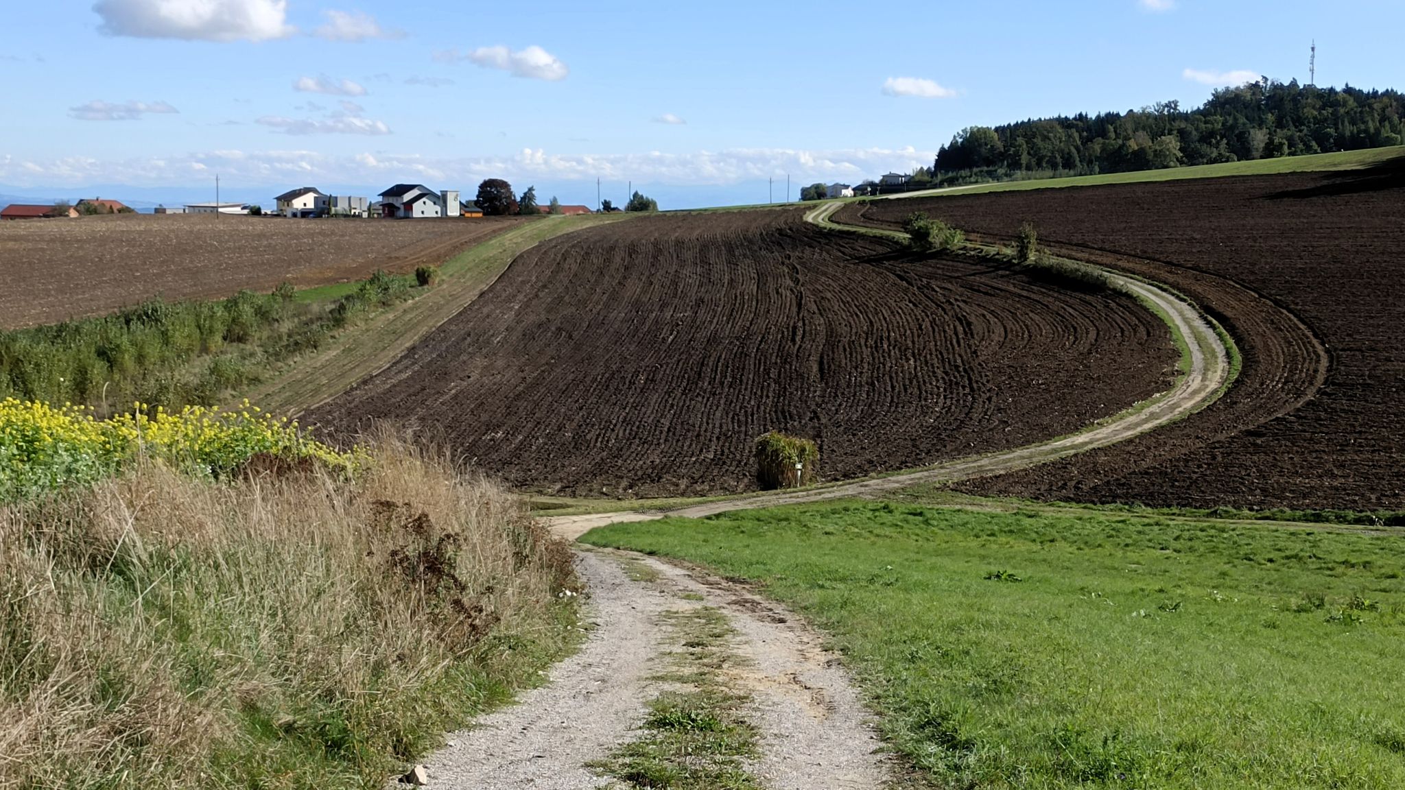 Geschwungene Schönheit