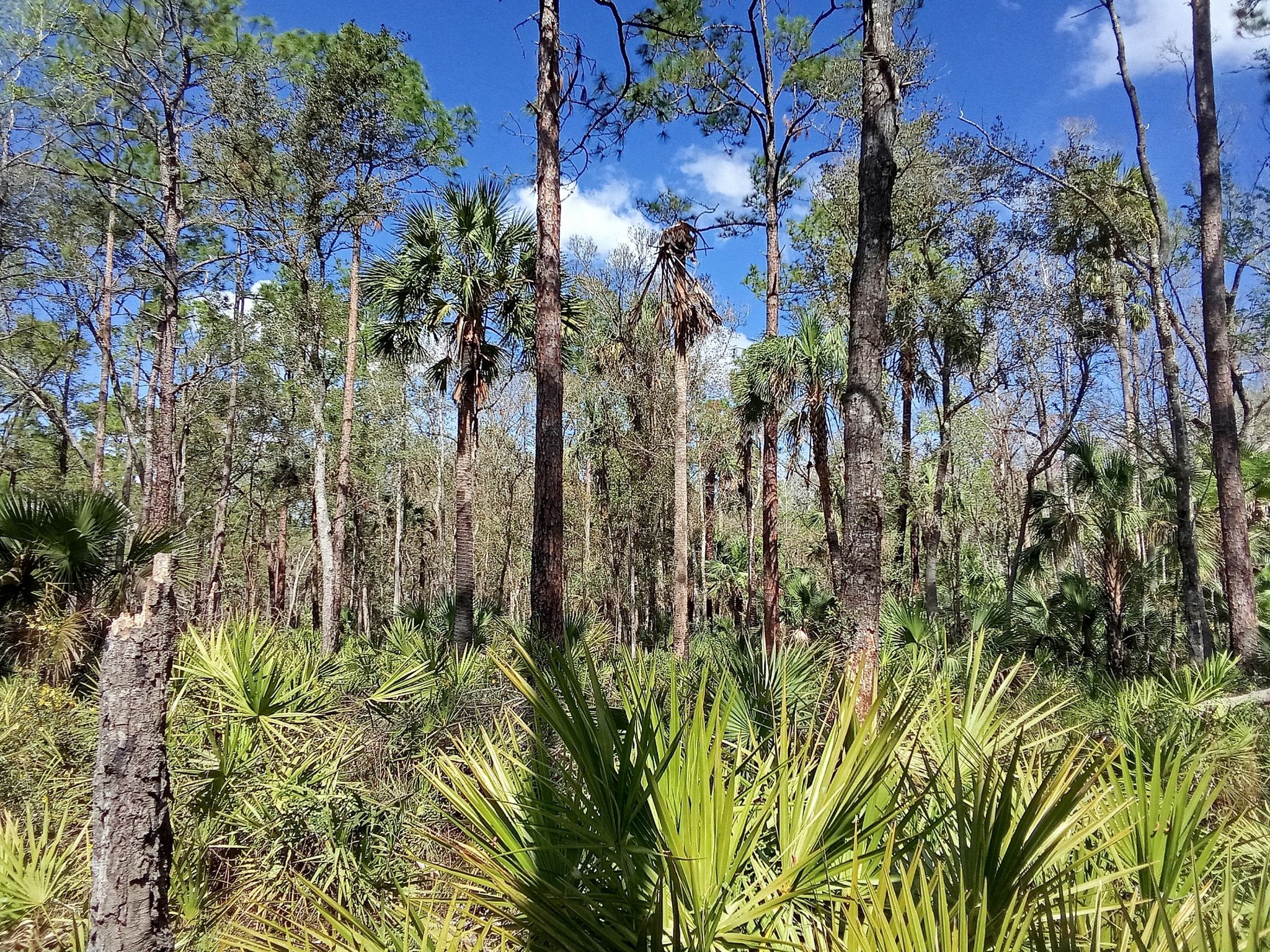 Dense forest with tall pines, palm trees, and lush green undergrowth on a sunny day. - Florida National Scenic Trail - Central Region