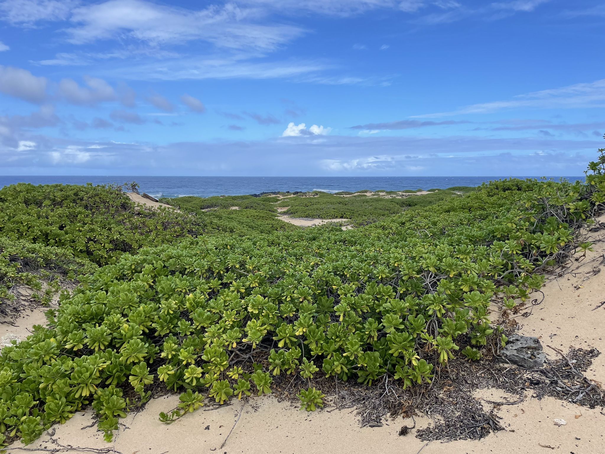 Green coastal vegetation on sand dunes with ocean and blue sky. - Sea arch at Kaʻena Point – Westernmost Point of Oʻahu loop from Kaena Point Satellite Tracking Station