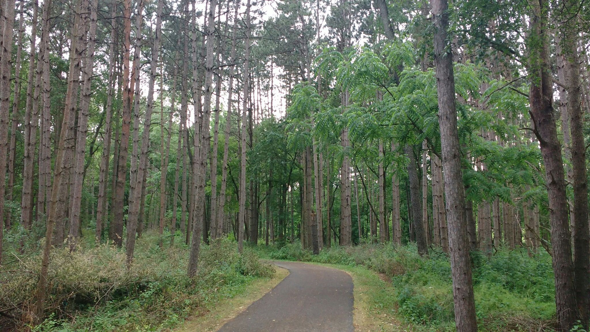 Paved path winding through a mixed forest of tall trees on an overcast day. - Sterne's Fen Nature Preserve – Petersen Park Beach loop from Cary