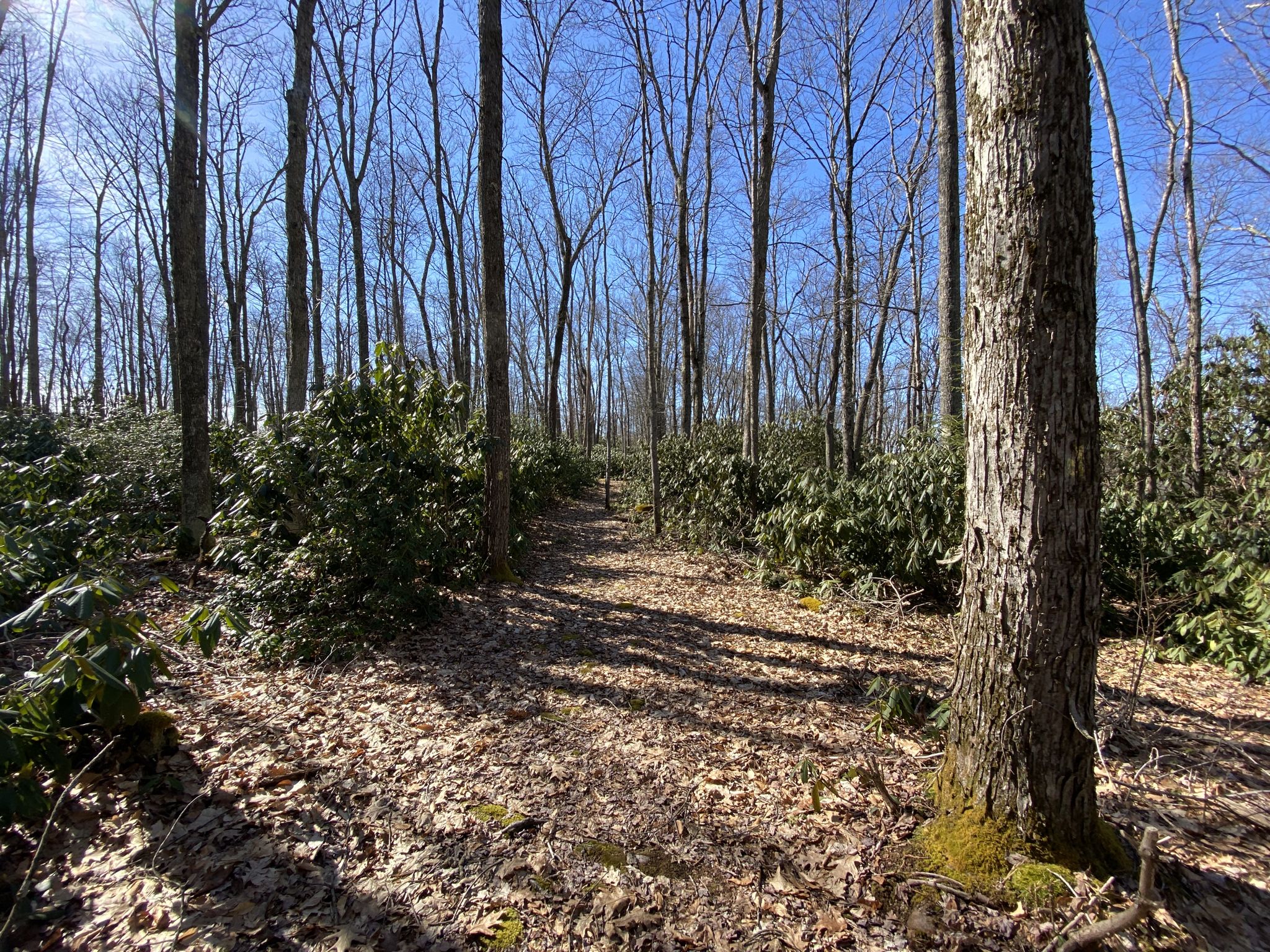 Sunny forest path winding through bare trees and green undergrowth. - Tadler Run Trail