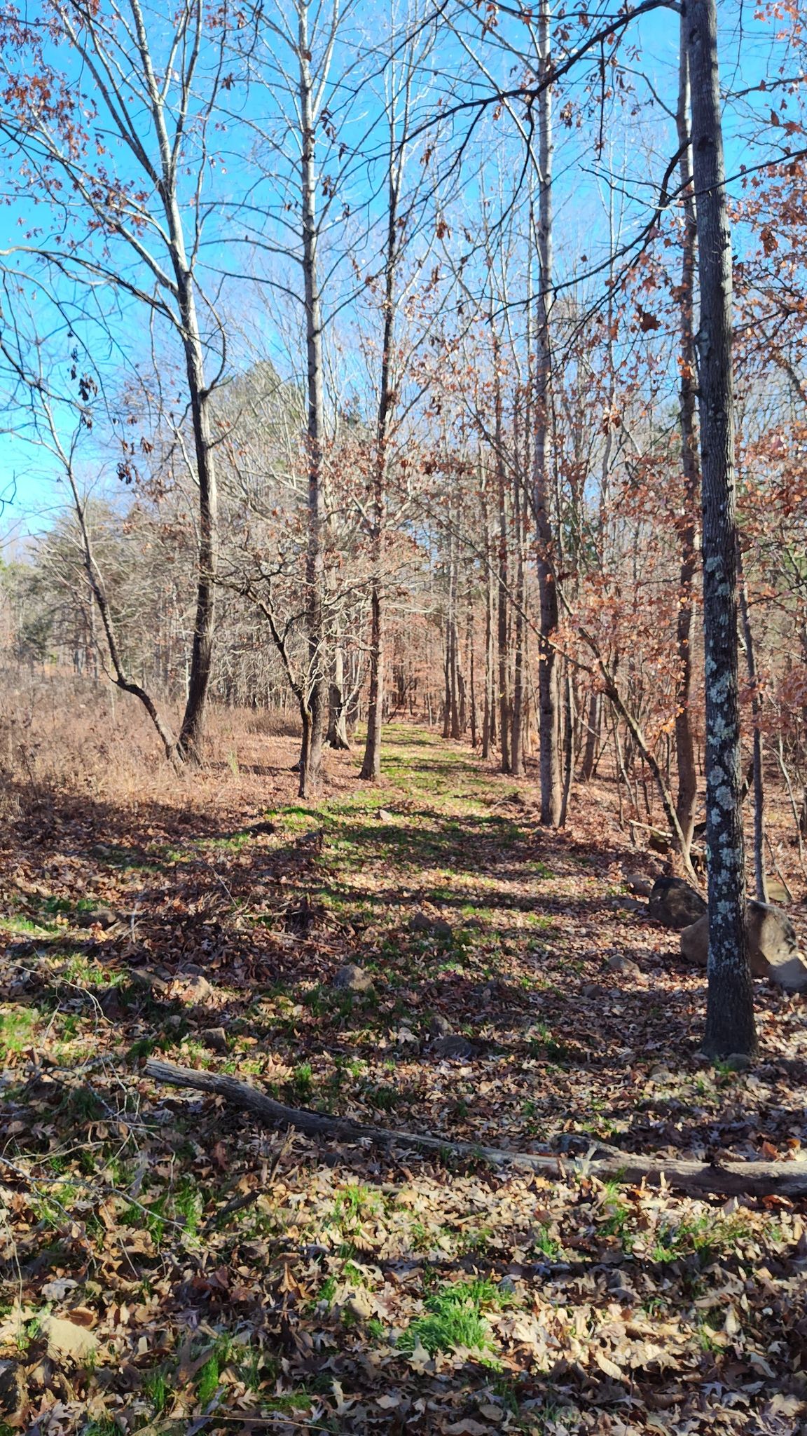 Sunny path through a sparse forest with bare trees and fallen leaves. - Hill to Cove to Split Rock Loop