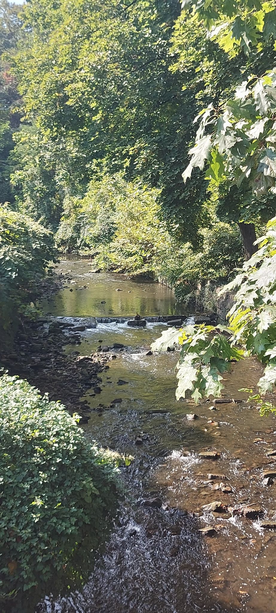 Sunny stream flowing through a dense green forest with small rapids. - Euclid Creek Reservation Loop