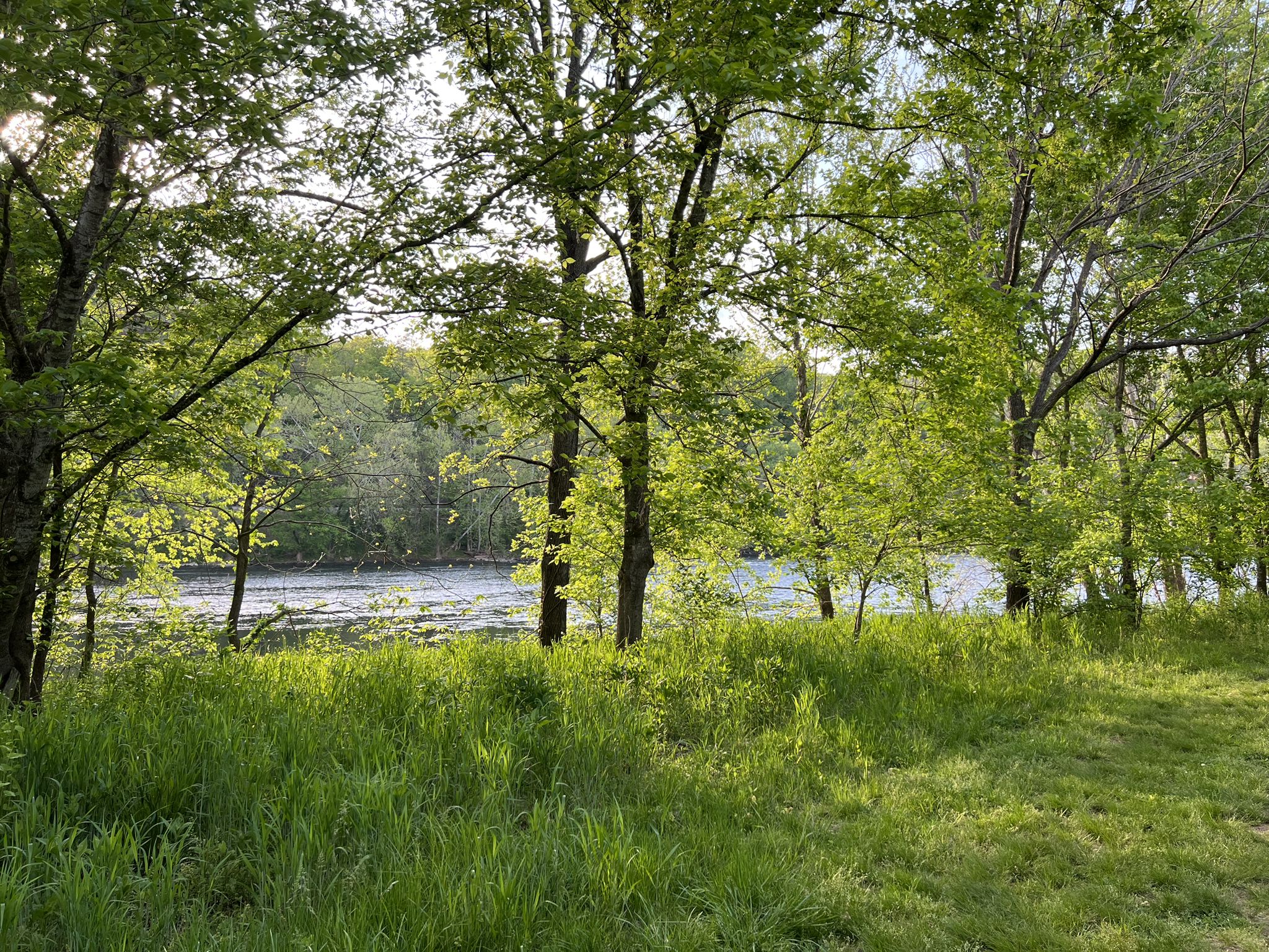 Sunny view of a calm lake through lush green trees and tall grass. - River Trail Loop