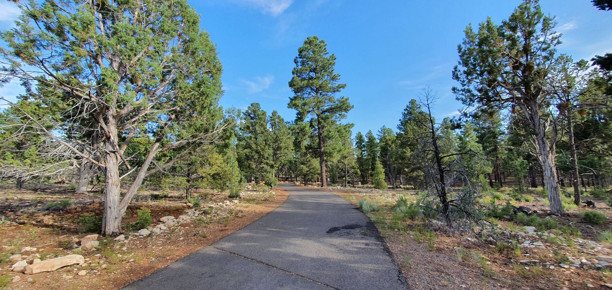 Paved road winding through a forest of tall pine and juniper trees. - Grand Canyon Village Greenway to Tusayan